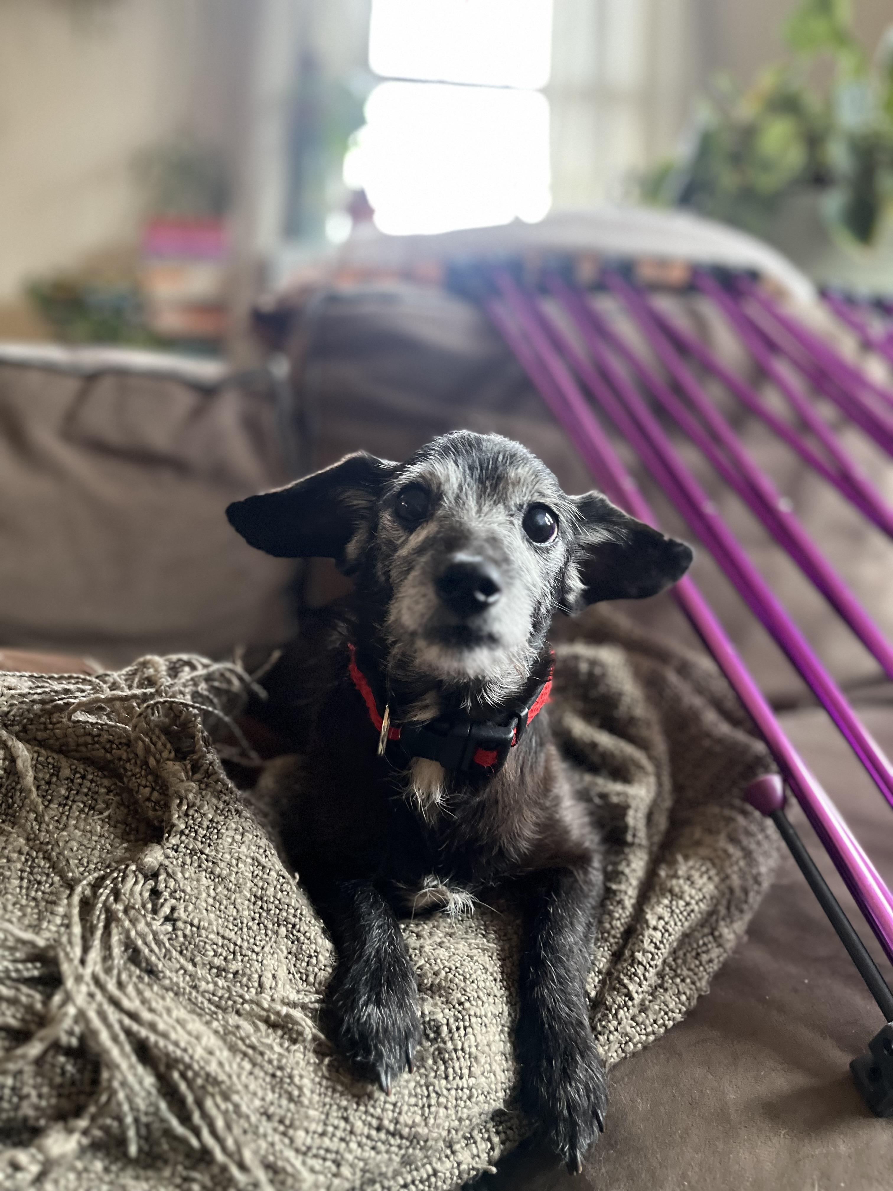 Enlarge Darby, a Adoptable mixed breed in Windsor, CO image 4/6