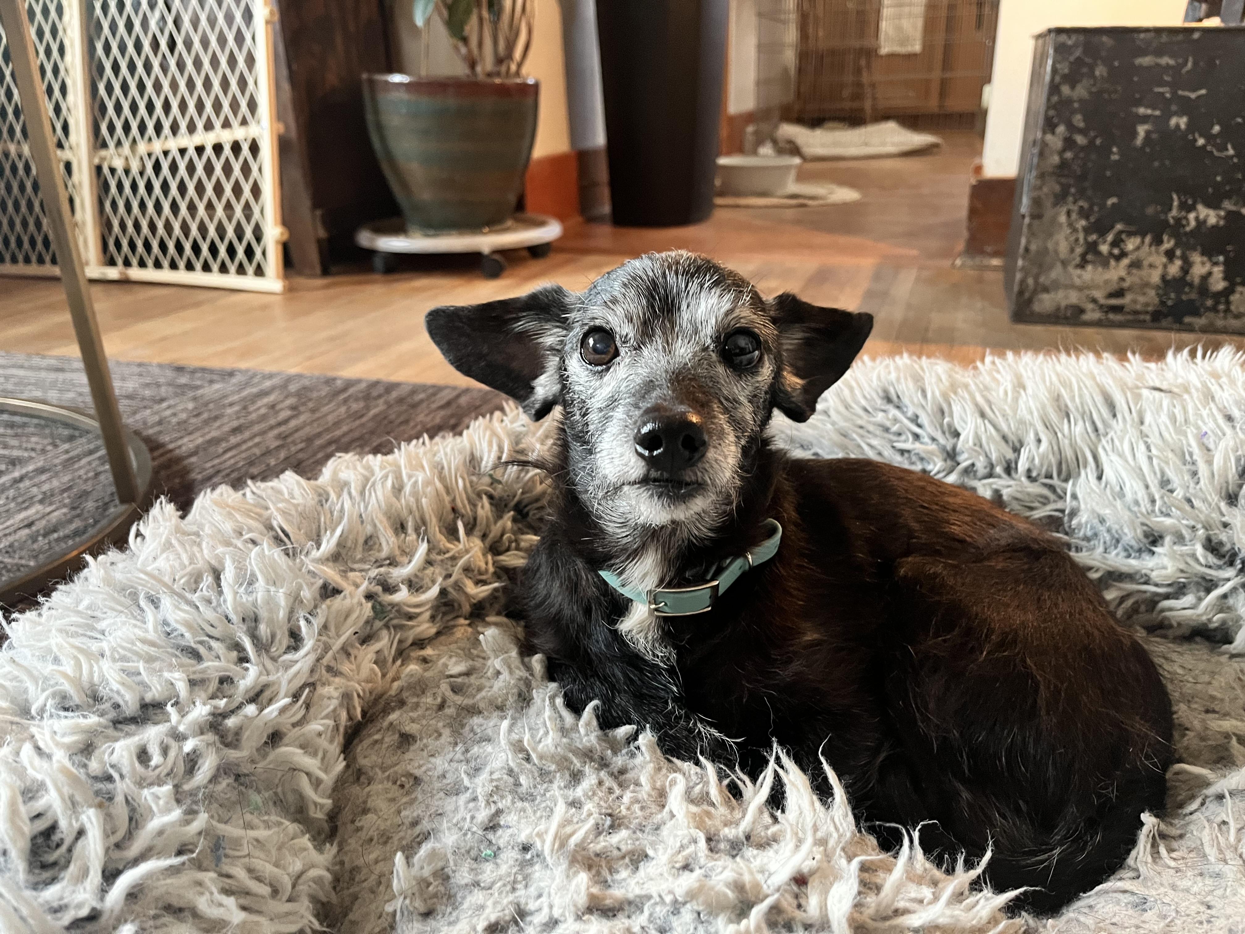 Enlarge Darby, a Adoptable mixed breed in Windsor, CO image 5/6