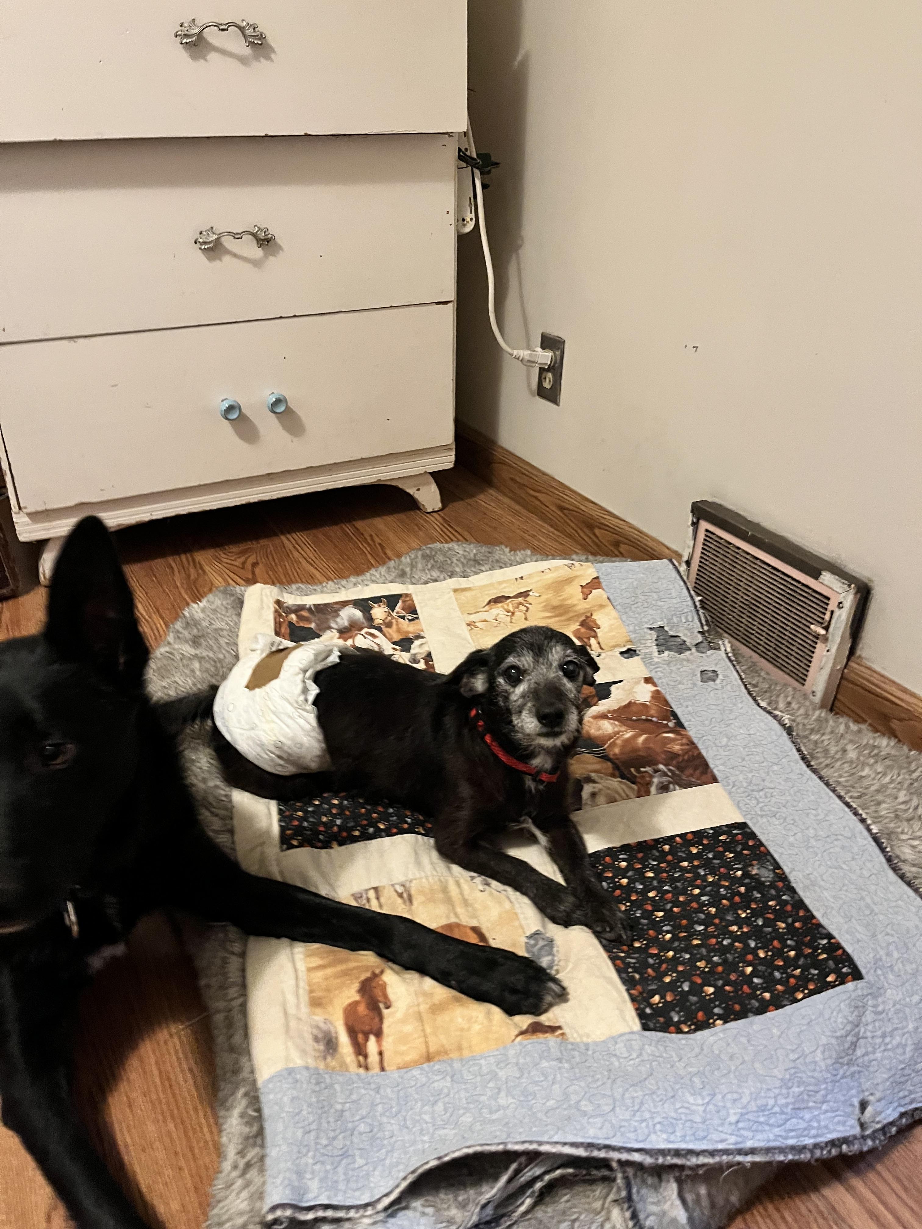 Enlarge Darby, a Adoptable mixed breed in Windsor, CO image 6/6