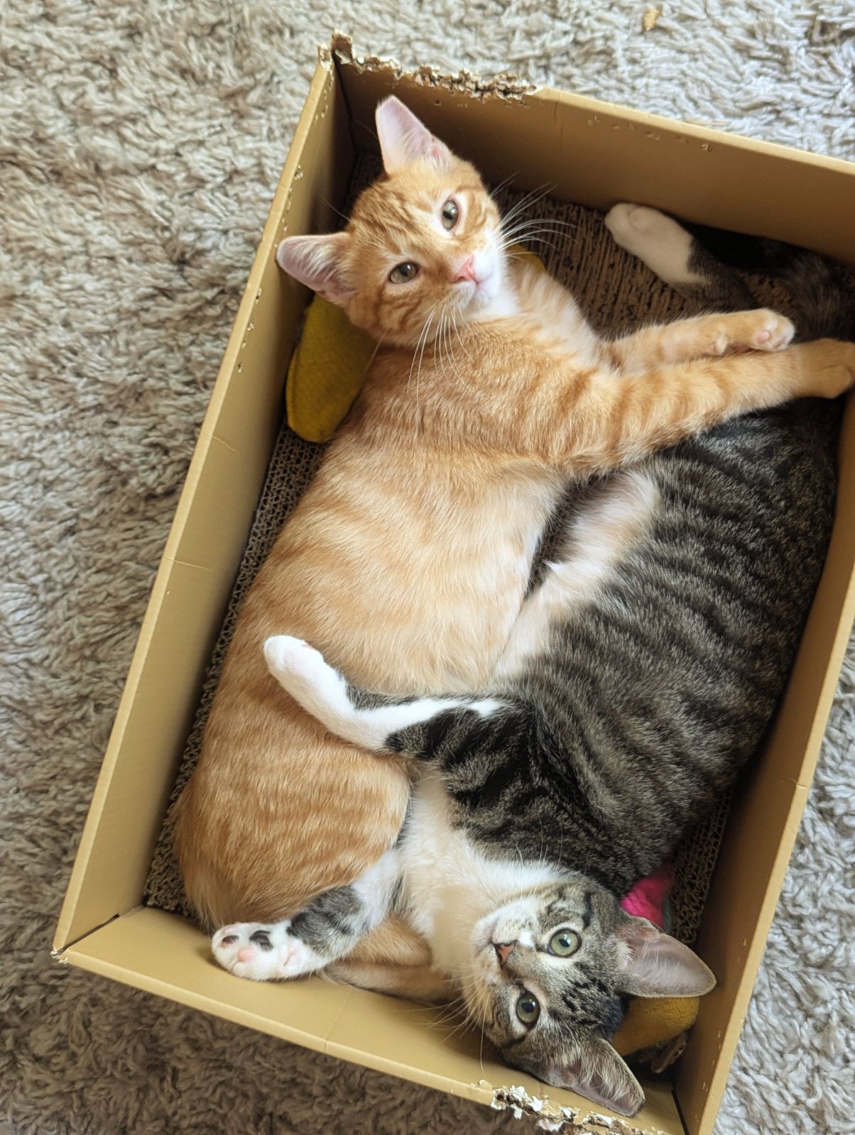 Cat for adoption Lizzy, a Domestic Short Hair in Tulsa, OK Petfinder