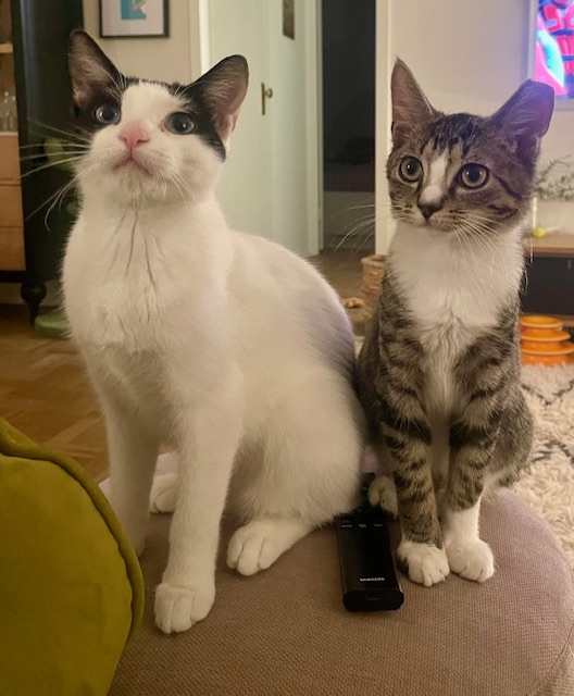 Enlarge Remy, a Adoptable Domestic Short Hair in Greenwich, CT image 5/6