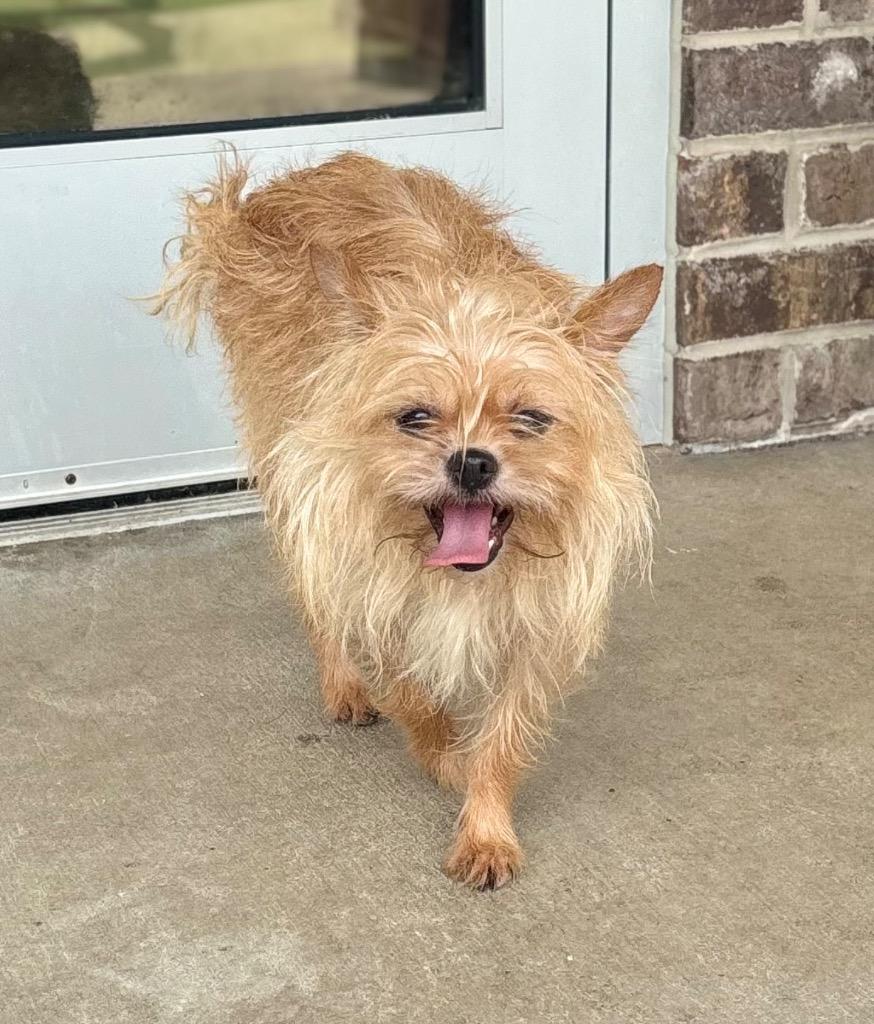 Enlarge Derry, a Adoptable Brussels Griffon in Dalton, GA image 1/2