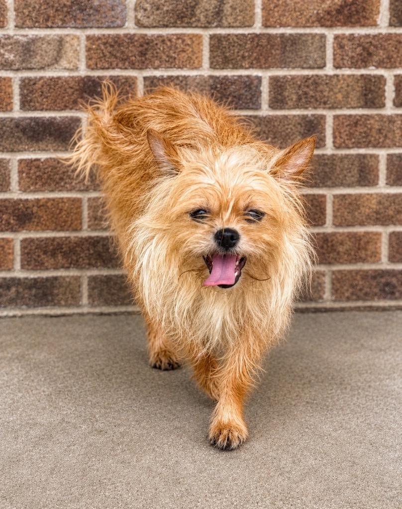 Enlarge Derry, a Adoptable mixed breed in Dalton, GA image 2/3