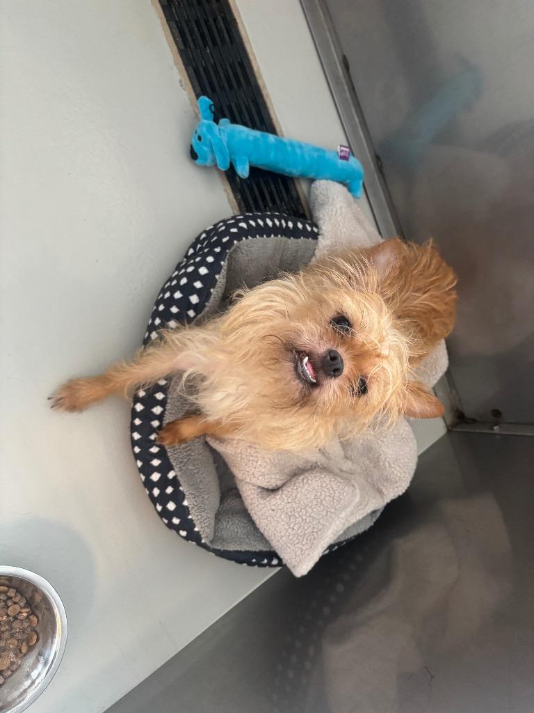 Enlarge Derry, a Adoptable Brussels Griffon in Dalton, GA image 2/2