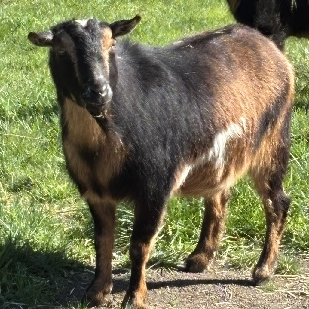 Thorin, a Adoptable Nigerian Dwarf in Salem, OR image 1/3