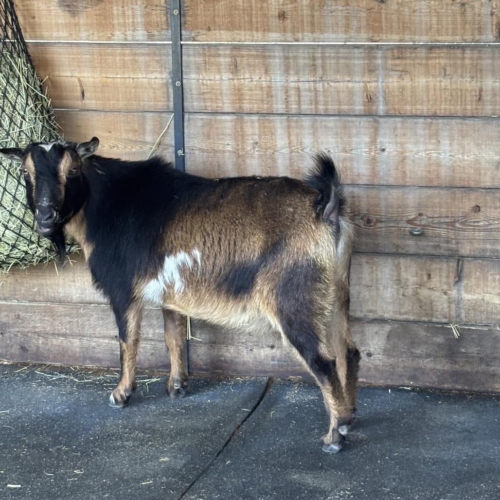 Thorin, a Adoptable Nigerian Dwarf in Salem, OR image 2/3