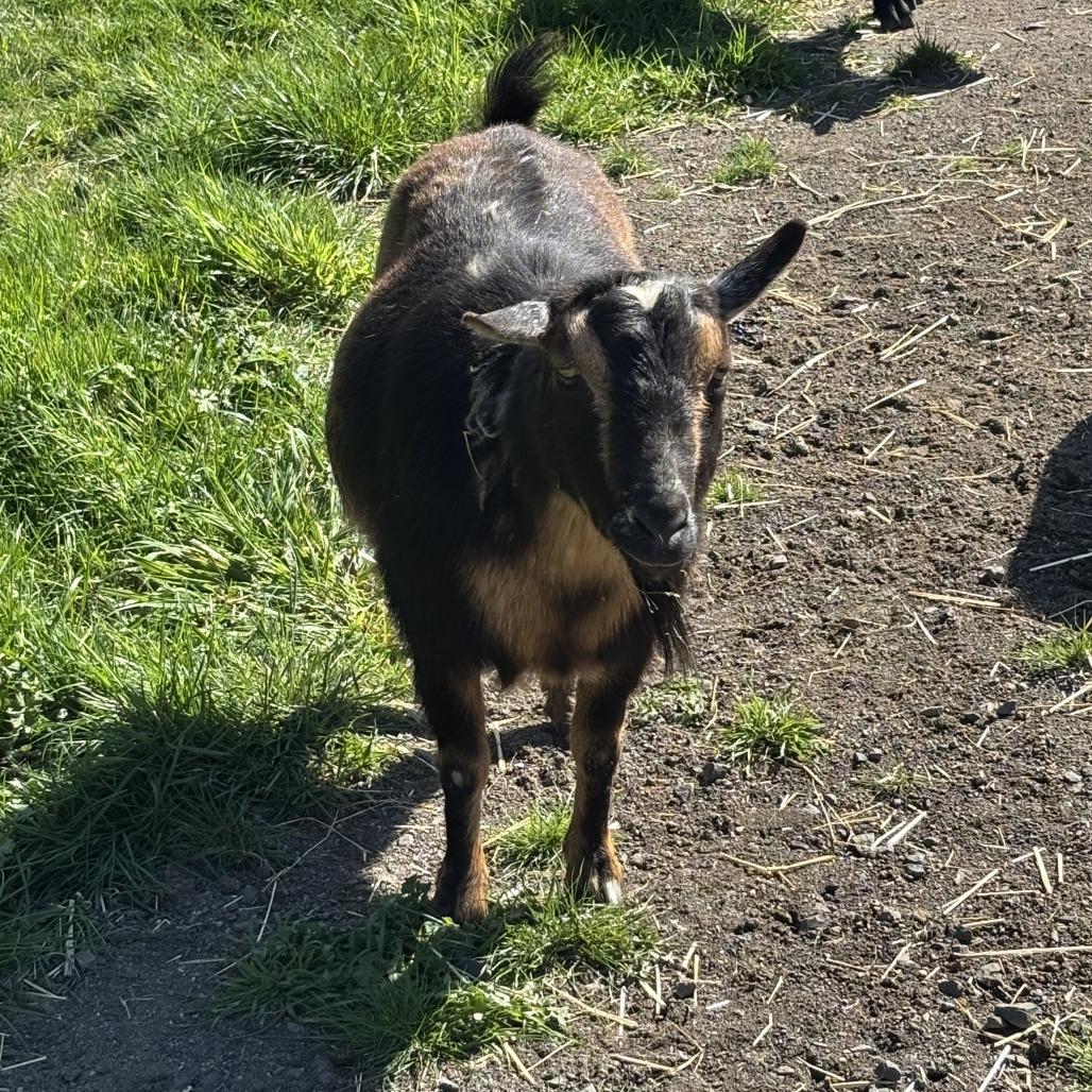 Thorin, a Adoptable Nigerian Dwarf in Salem, OR image 3/3