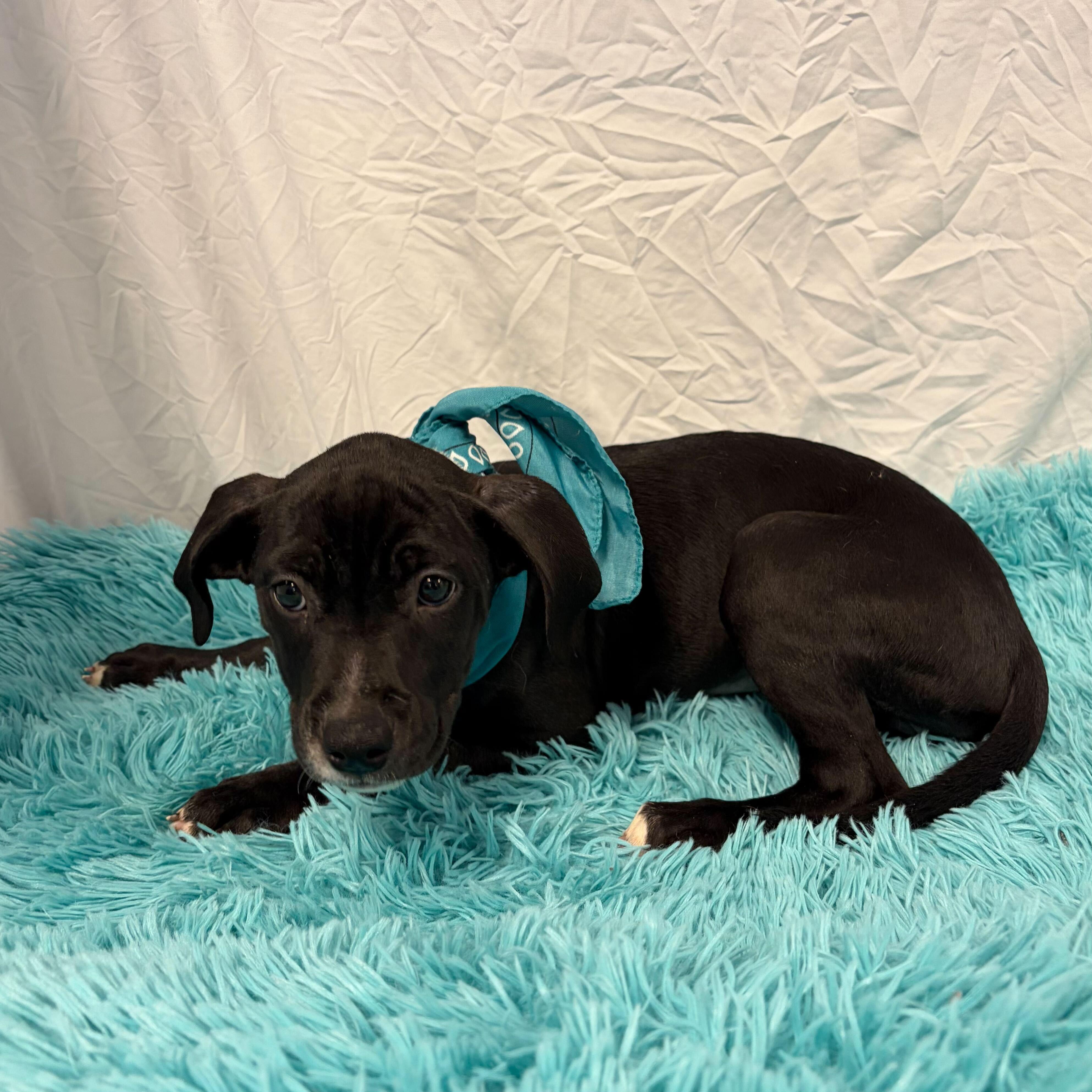 Mel, adoptable, Puppy Female Mixed Breed.