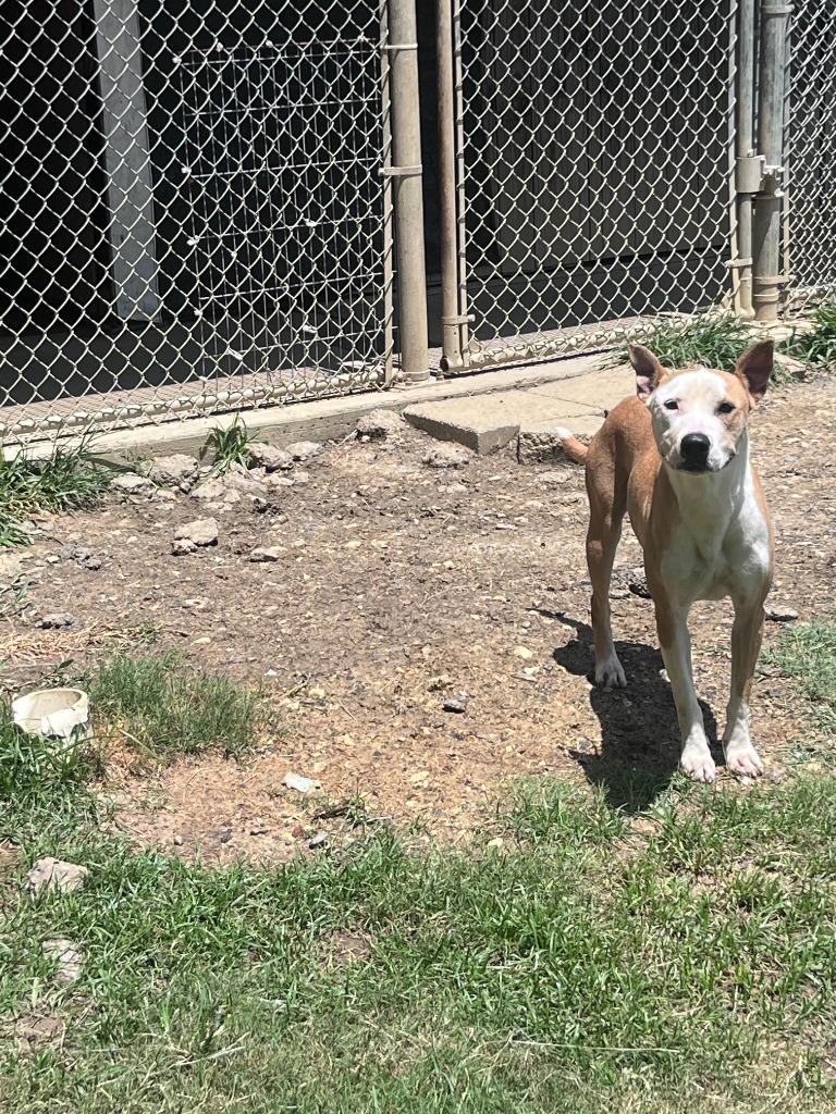 Enlarge Dusty Rose, a Adoptable Pit Bull Terrier in Sorrento, LA image 1/6