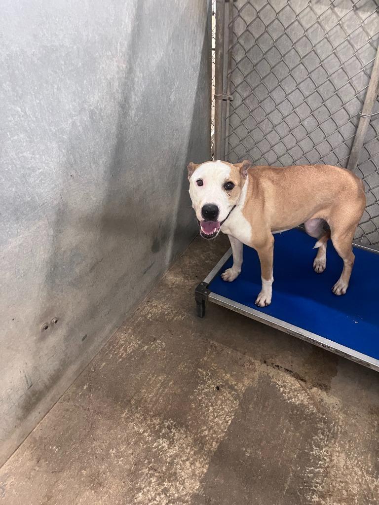 Dusty Rose, a Adoptable Pit Bull Terrier in Sorrento, LA image 1/4