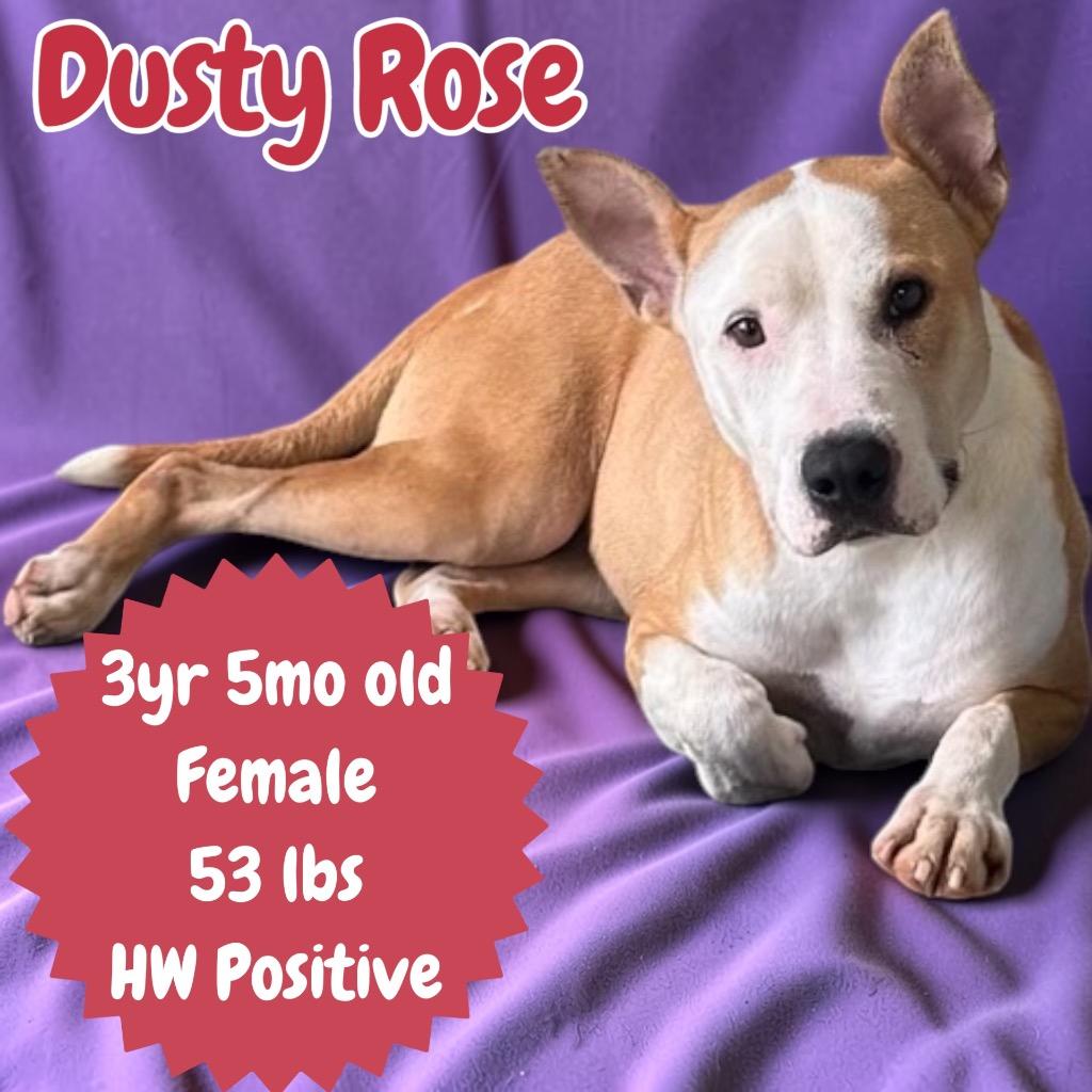 Enlarge Dusty Rose, a Adoptable Pit Bull Terrier in Sorrento, LA image 3/6