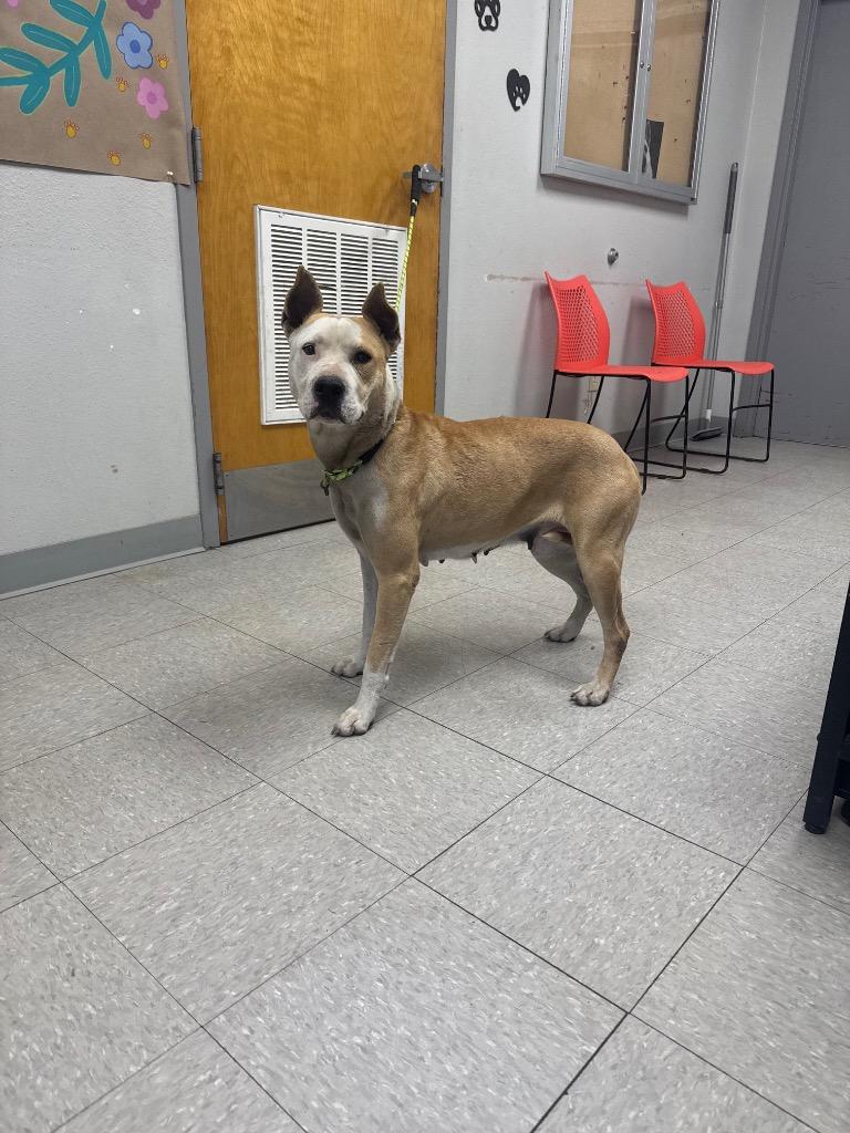 Dusty Rose, Adoptable, Adult Female Pit Bull Terrier.