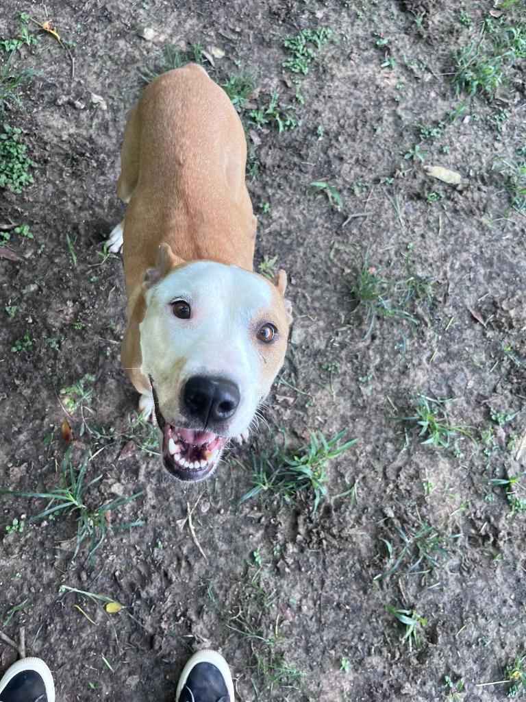 Dusty Rose, a Adoptable Pit Bull Terrier in Sorrento, LA image 3/4
