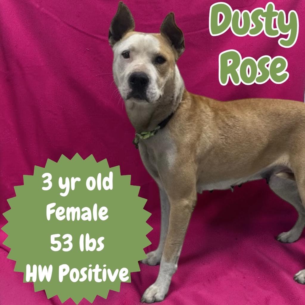 Dusty Rose, a Adoptable Pit Bull Terrier in Sorrento, LA image 2/2