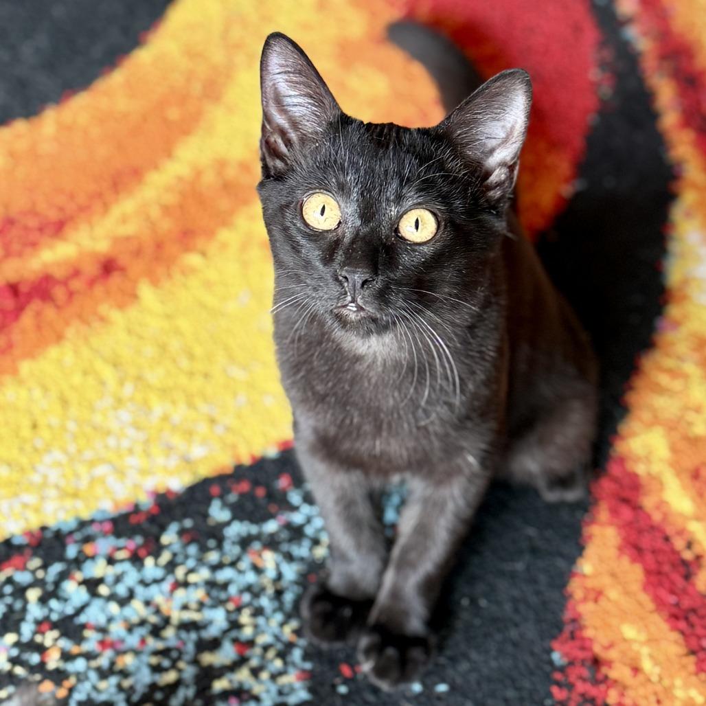 Cricket — thumbnail 2