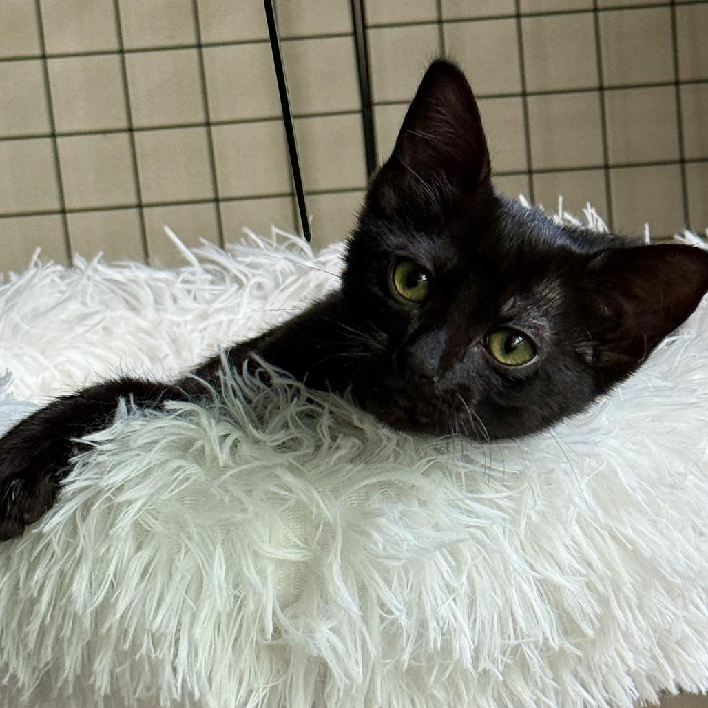 Cricket — thumbnail 3