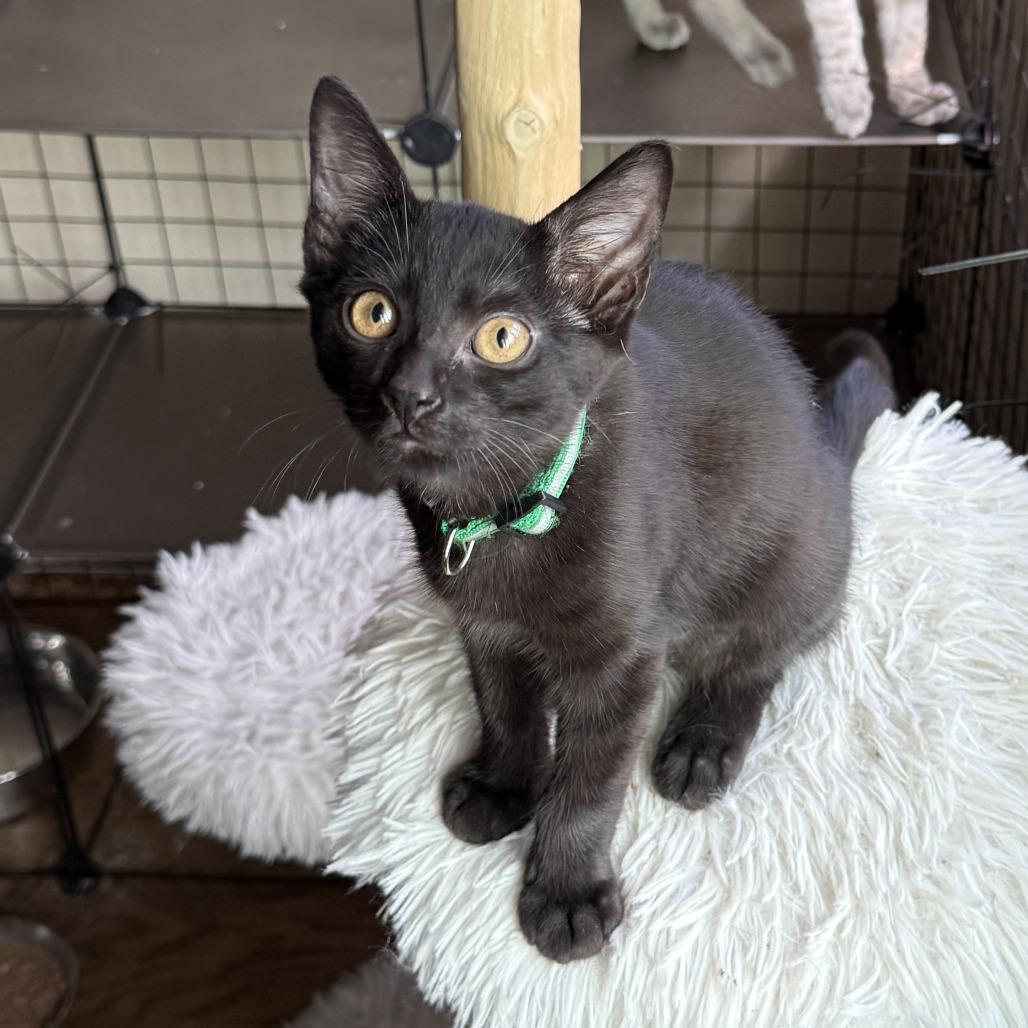 Cricket — thumbnail 4