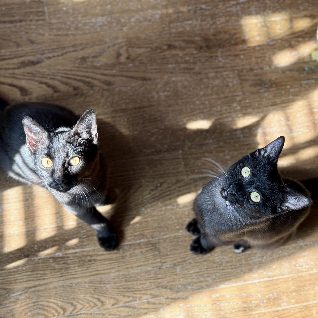 Cricket — thumbnail 5