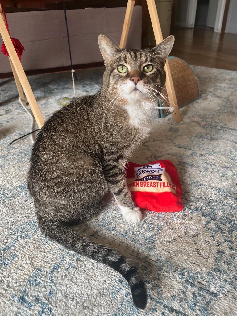 Mingus, Adoptable, Adult Male Domestic Short Hair.
