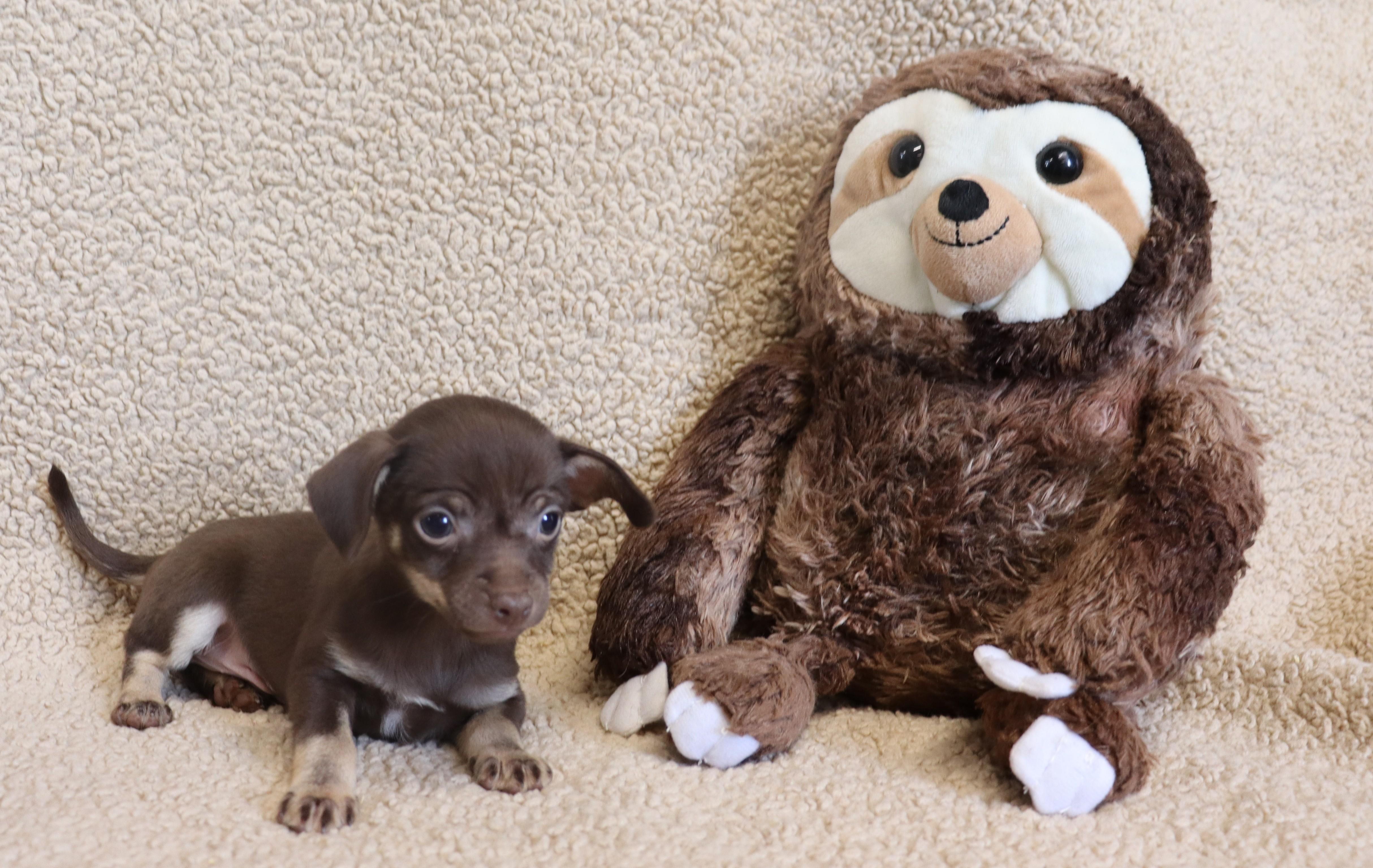 Enlarge Paul, a Adoptable Chihuahua in Allentown, PA image 5/6