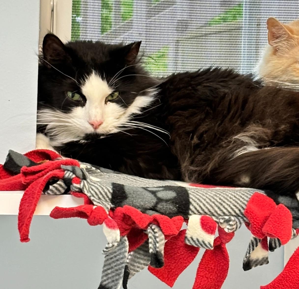 Jake, Adoptable, Young Male Domestic Long Hair.