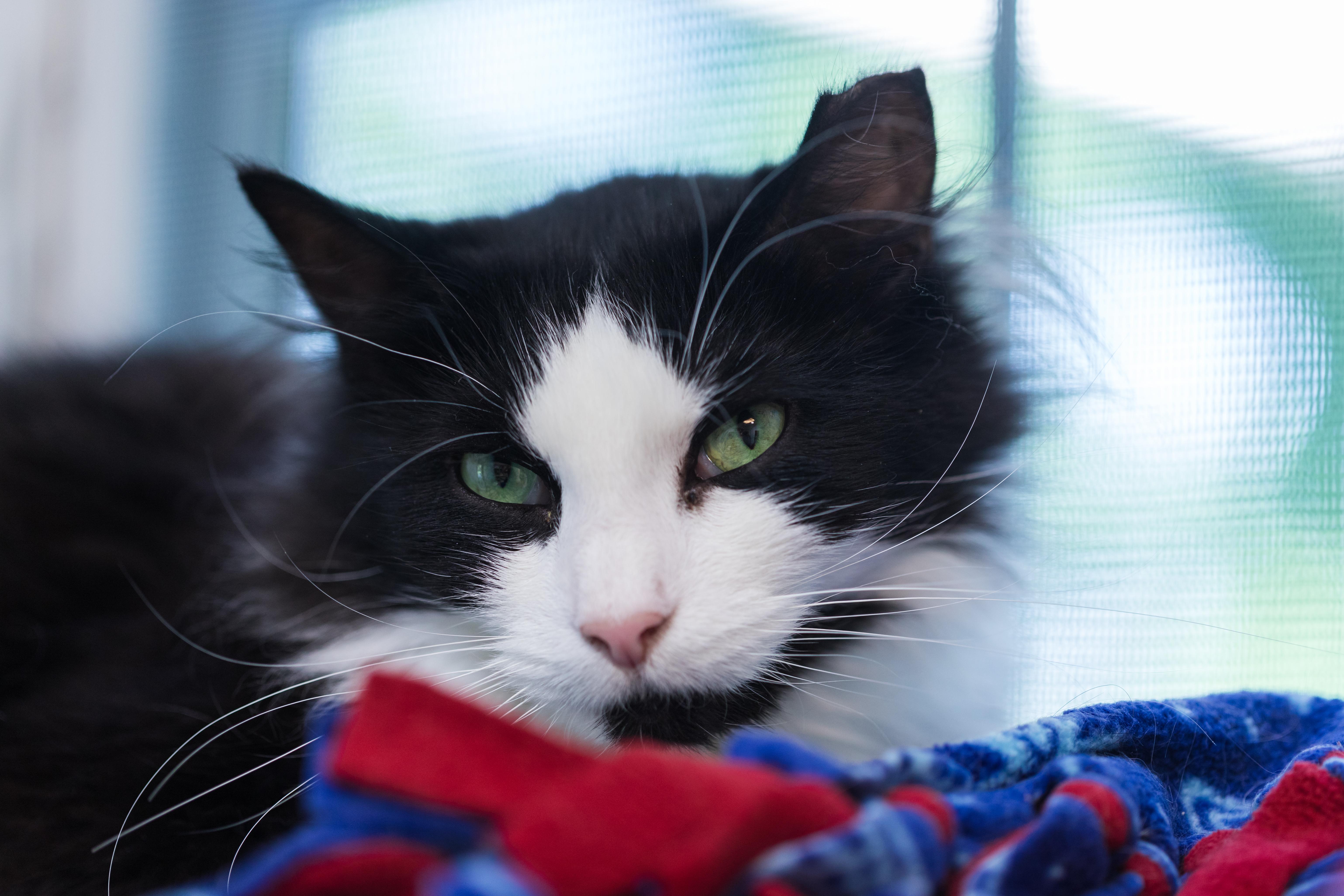 Jake, a Adoptable mixed breed in Terryville, CT image 2/6