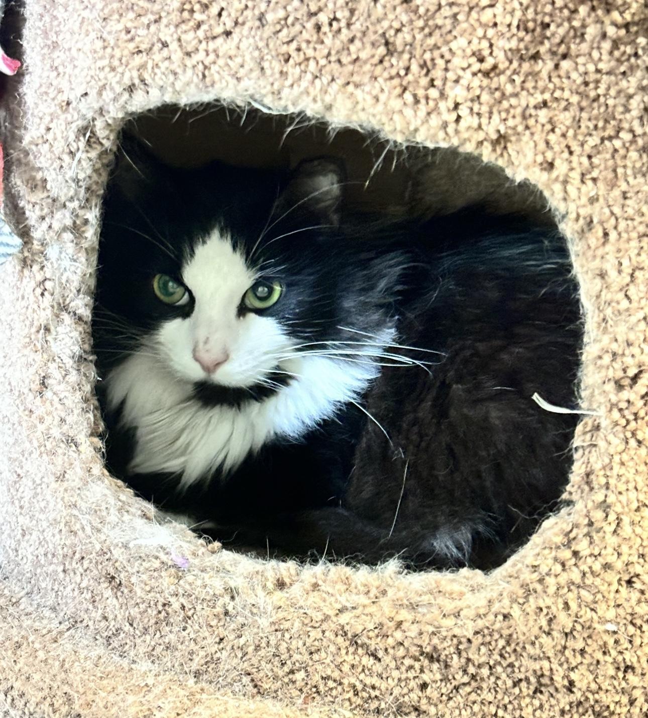 Jake, a Adoptable mixed breed in Terryville, CT image 5/6