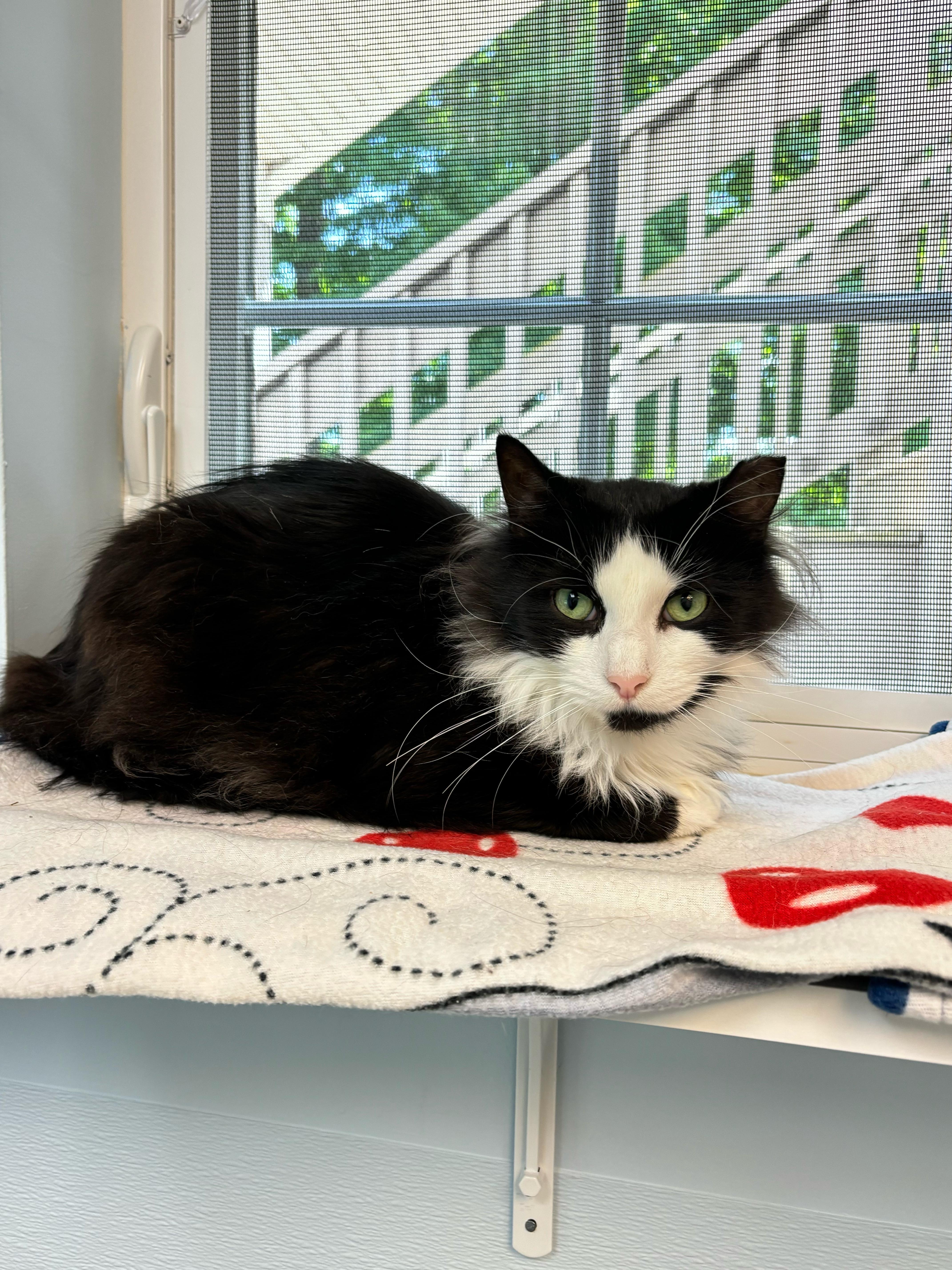 Jake, a Adoptable mixed breed in Terryville, CT image 6/6