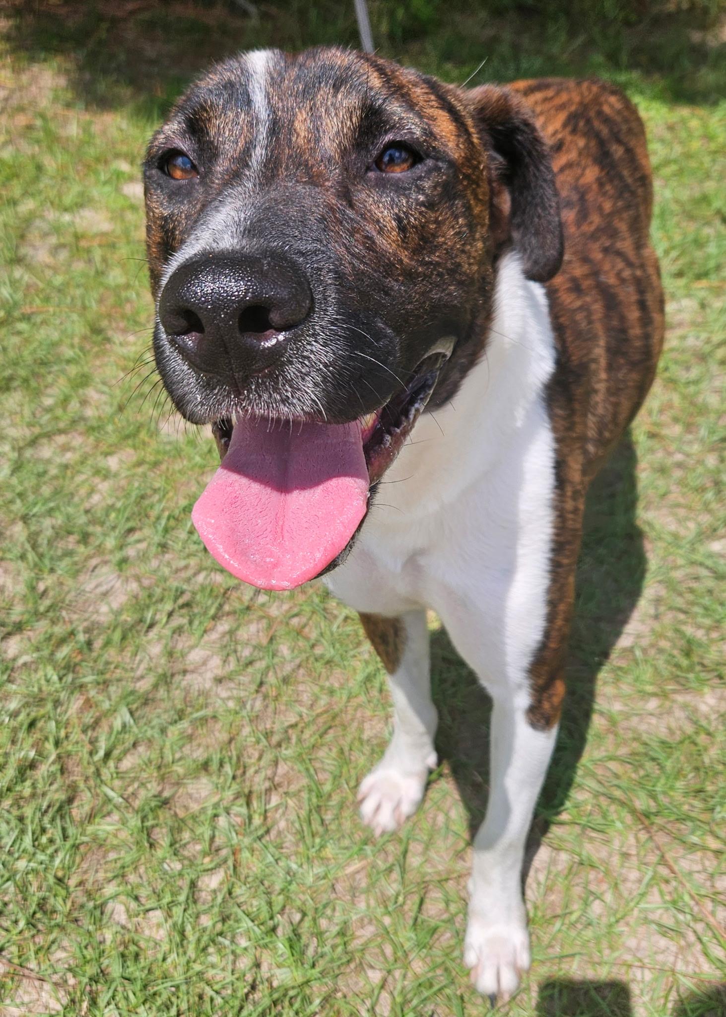 Toby, Young Male Black Mouth Cur