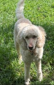 Enlarge MISS DAISY, a Adopted mixed breed in Melbourne, FL image 2/3