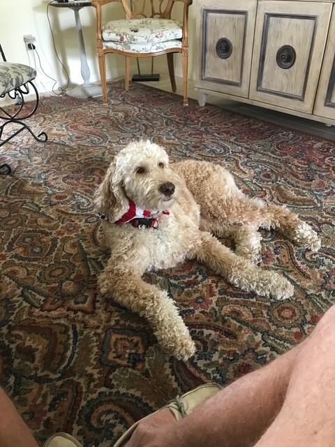 Enlarge MISS DAISY, a Adopted mixed breed in Melbourne, FL image 1/3