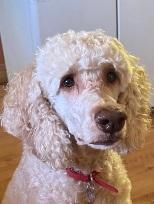 Enlarge MISS DAISY, a Adopted mixed breed in Melbourne, FL image 3/3