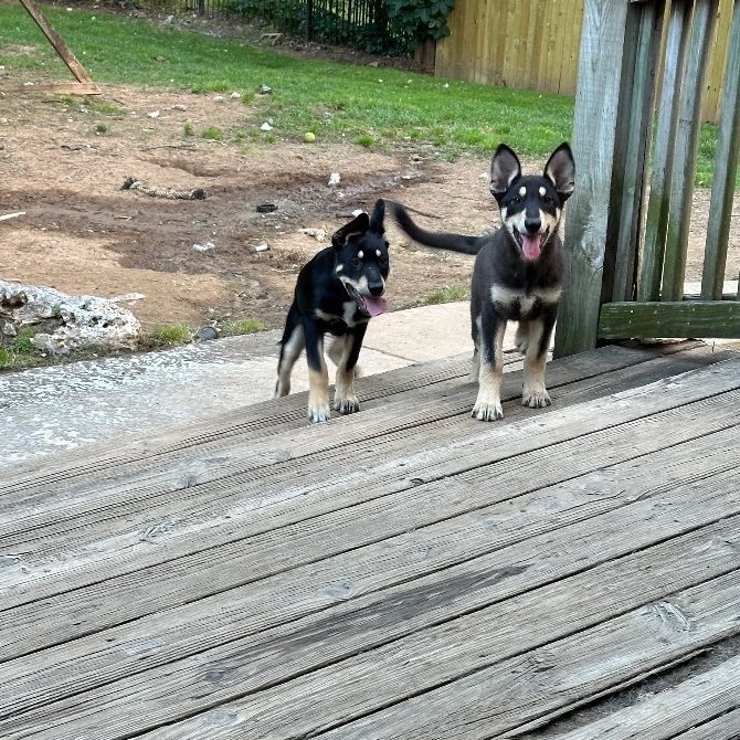 Beezy, Adoptable, Puppy Female Australian Kelpie & Husky.
