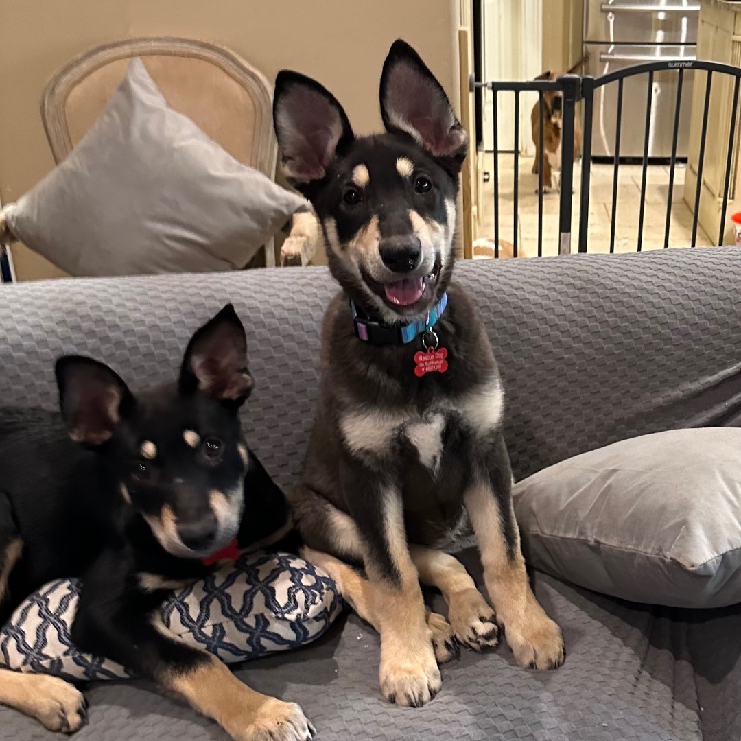 Beezy, a Adoptable mixed breed in Bixby, OK image 2/8