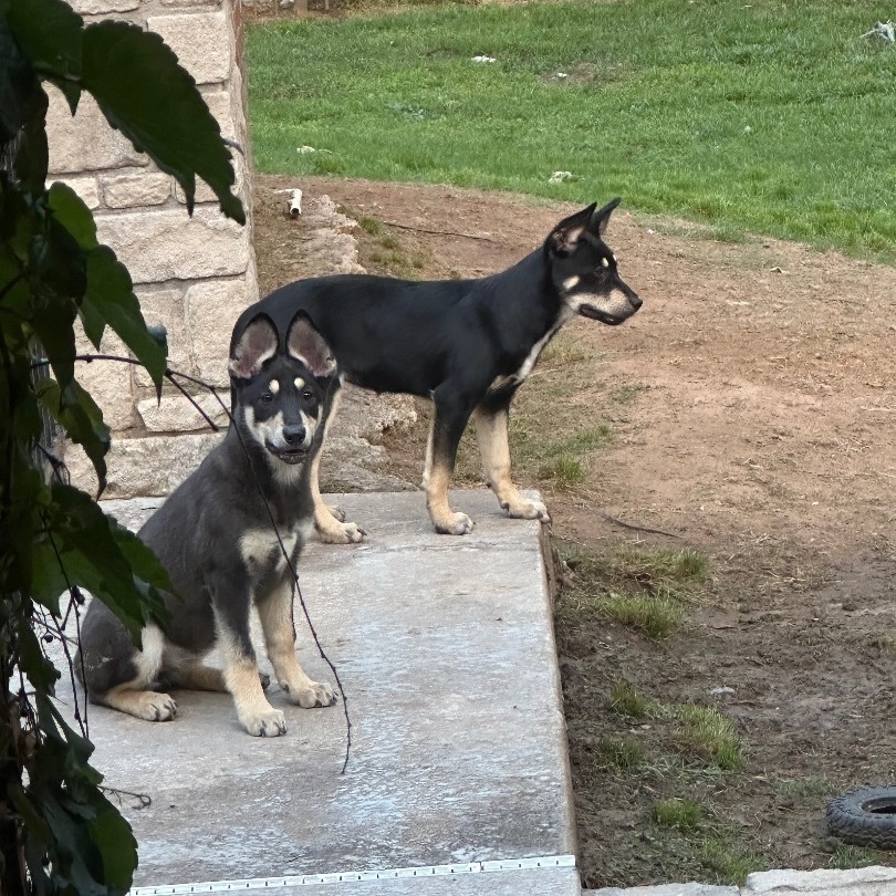 Beezy, a Adoptable mixed breed in Bixby, OK image 4/8