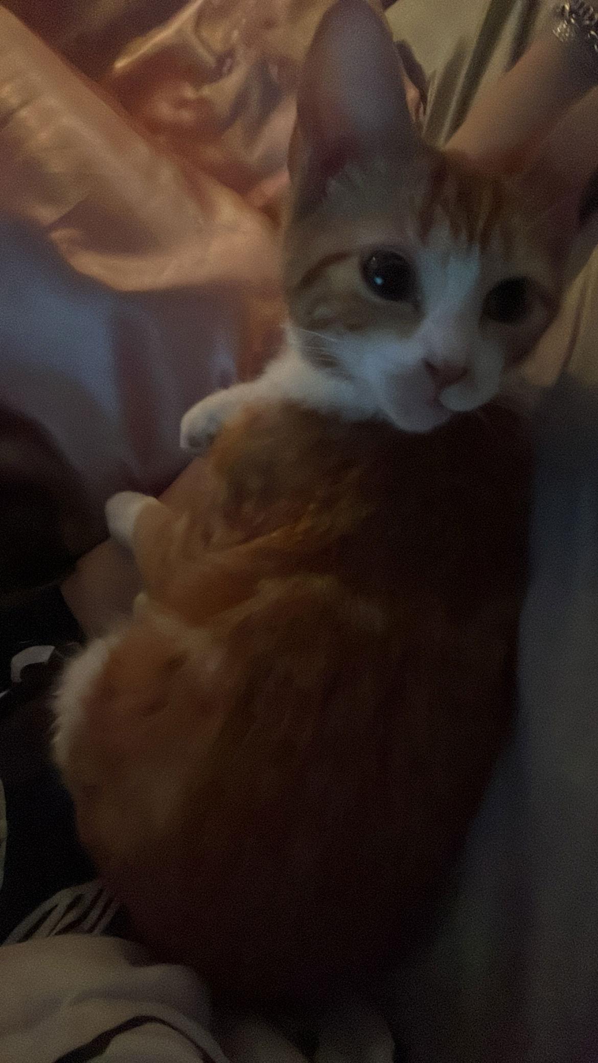 Casey G, Adoptable, Young Female Domestic Short Hair.