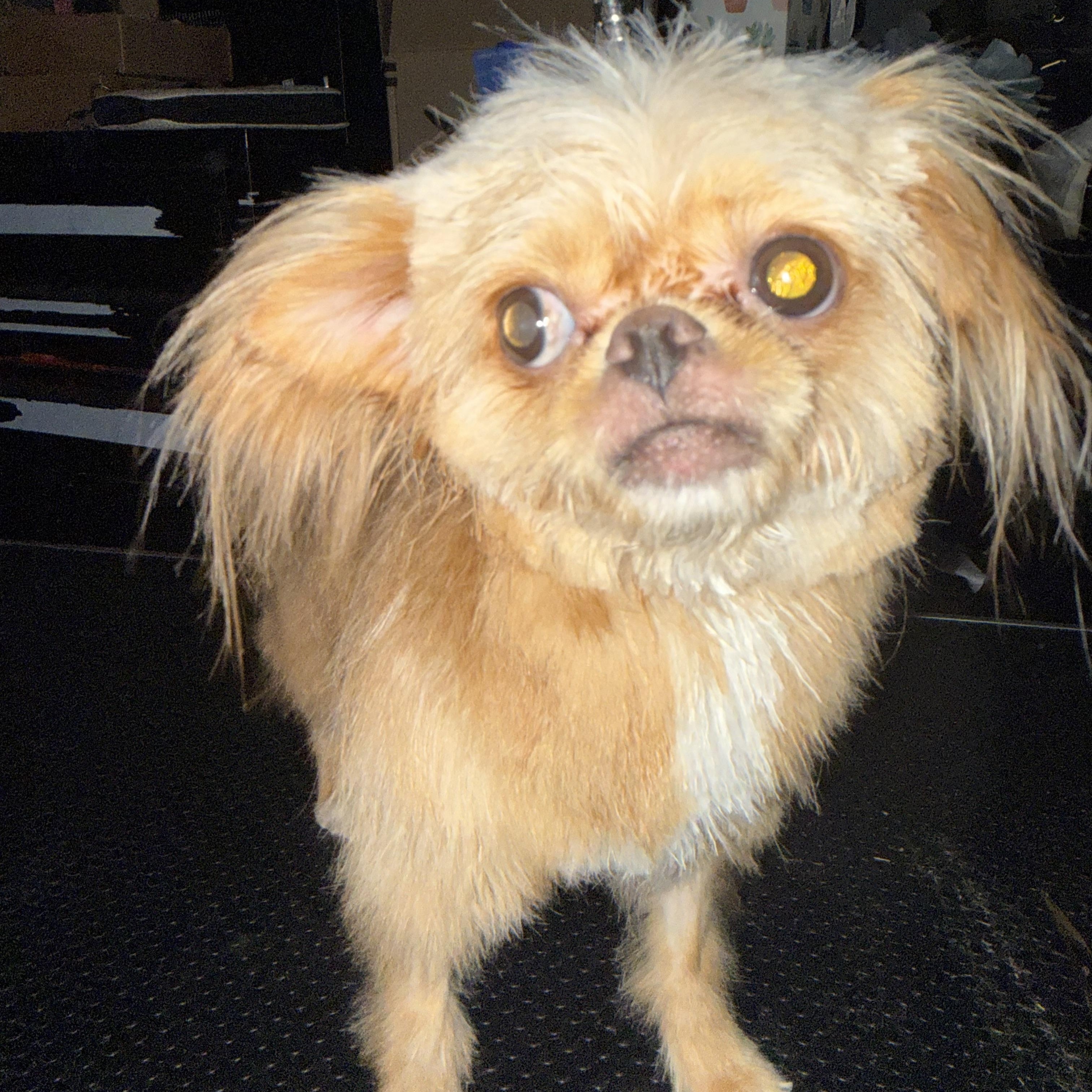 Enlarge Beaker, a ADOPTABLE mixed breed in West Valley, UT image 4/4