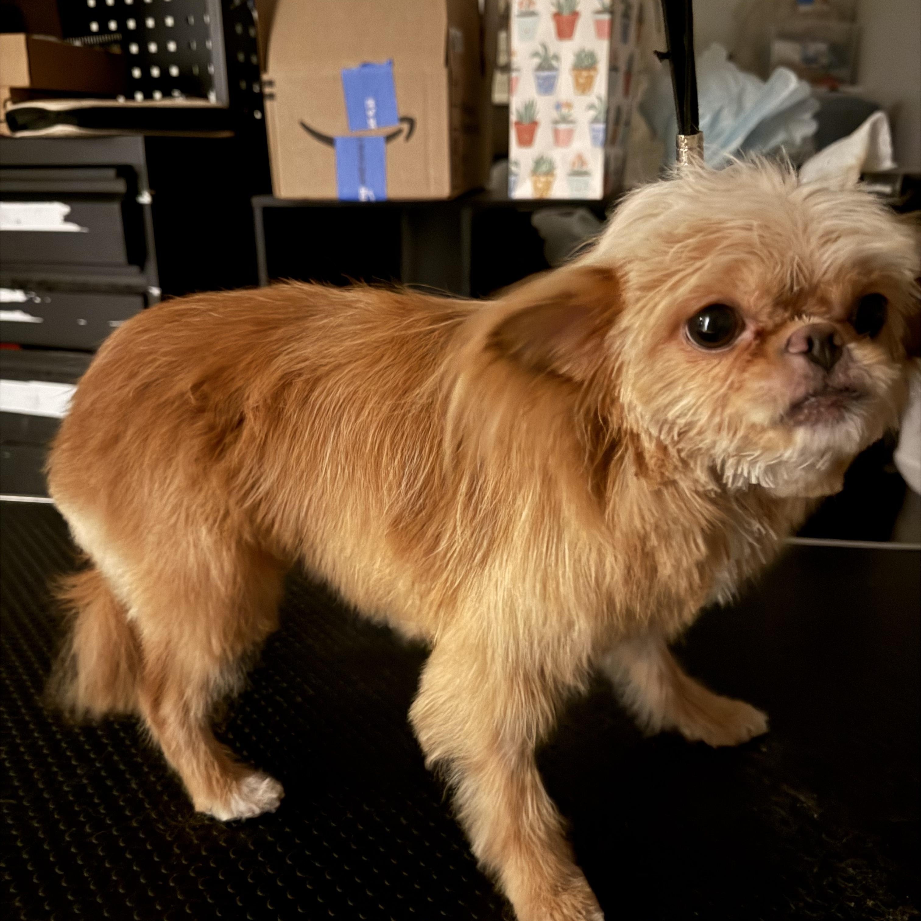 Enlarge Beaker, a ADOPTABLE mixed breed in West Valley, UT image 3/4