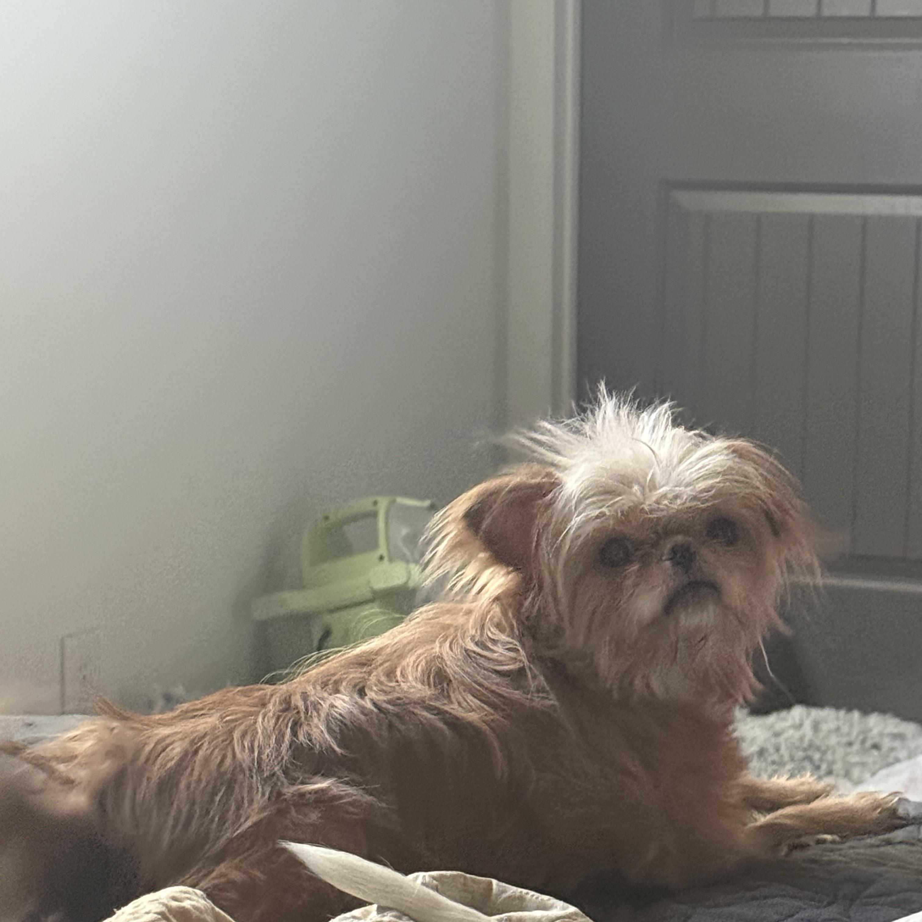Beaker, a ADOPTABLE mixed breed in West Valley, UT image 5/5