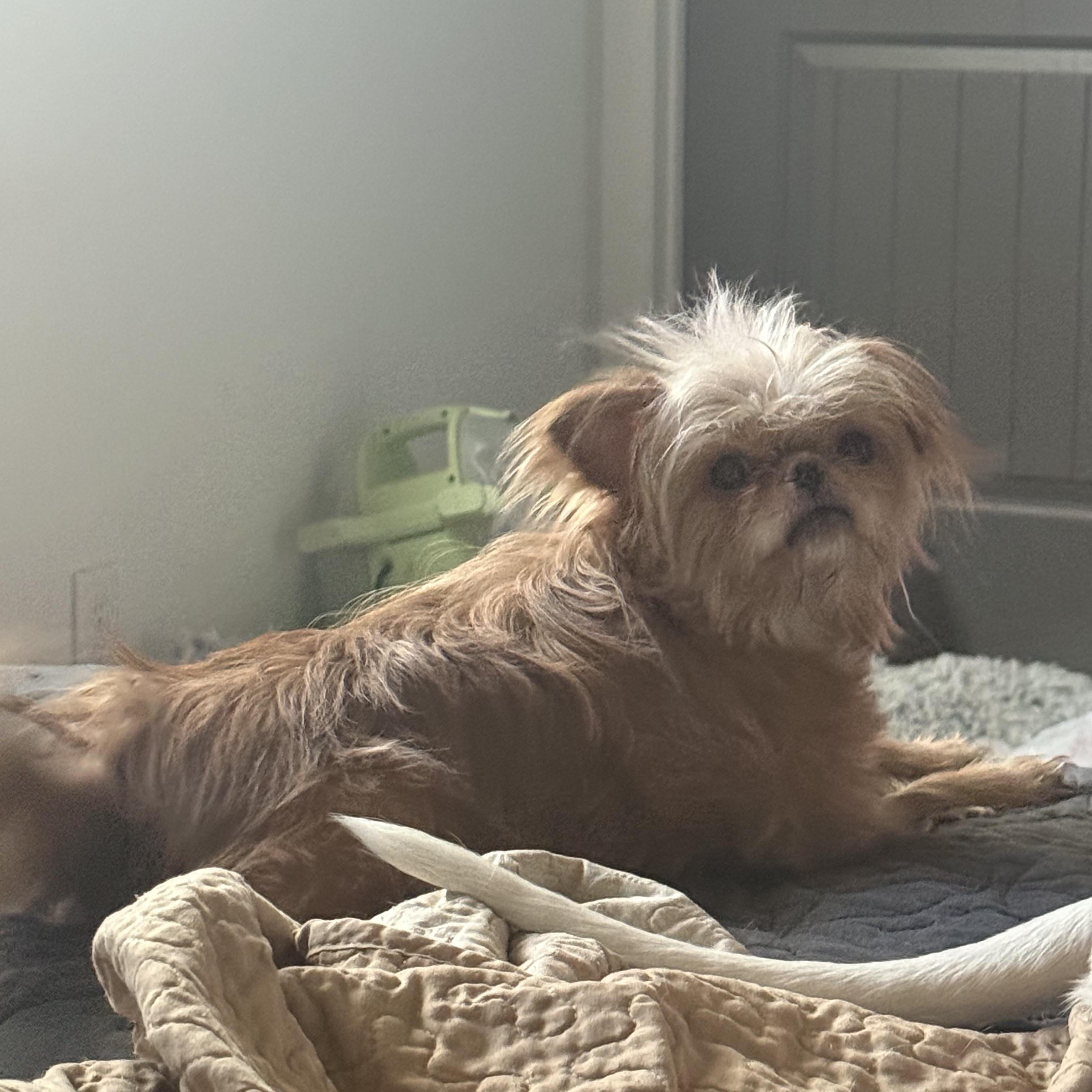 Enlarge Beaker, a ADOPTABLE mixed breed in West Valley, UT image 2/4