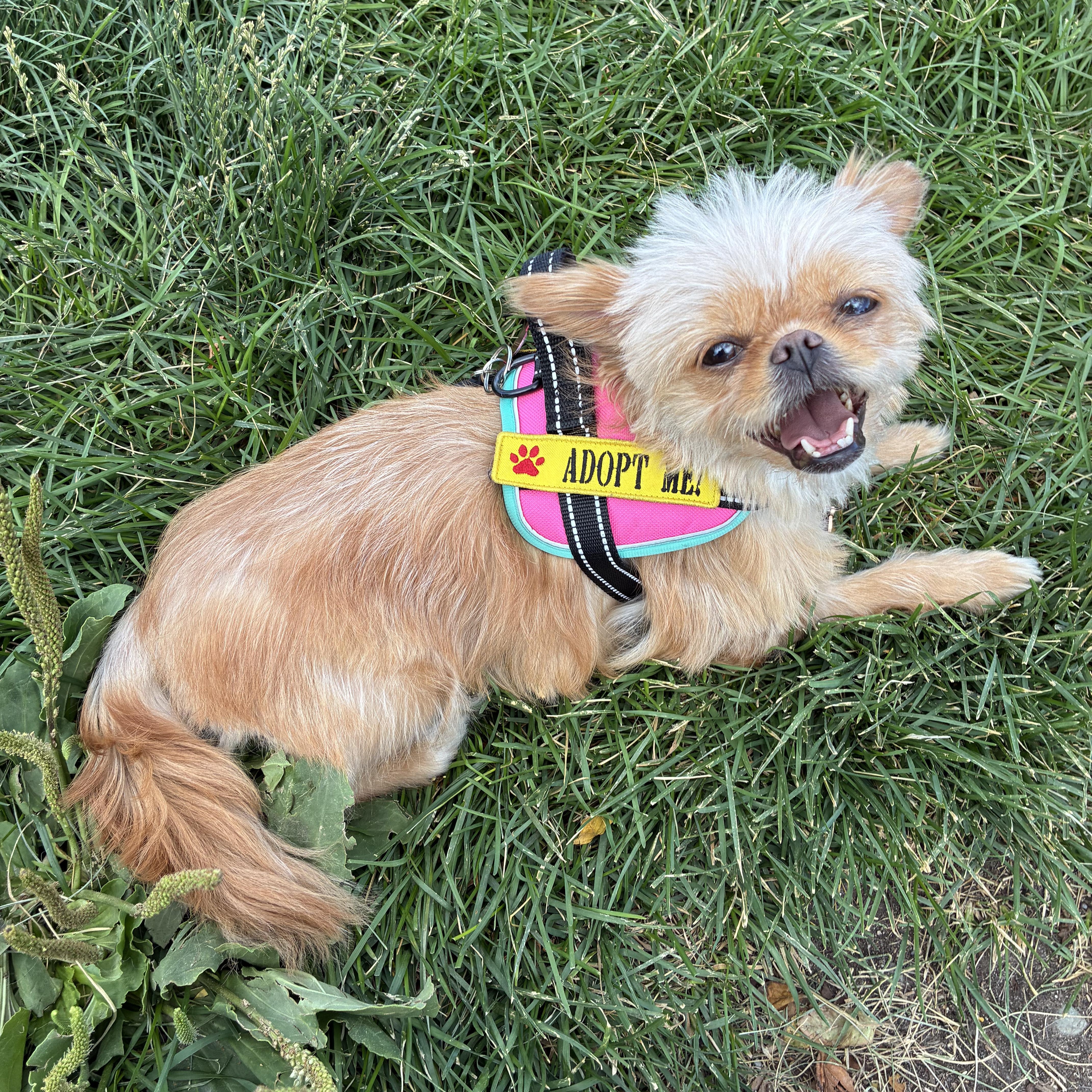 Beaker, ADOPTABLE, Young Female Shih Tzu & Brussels Griffon.