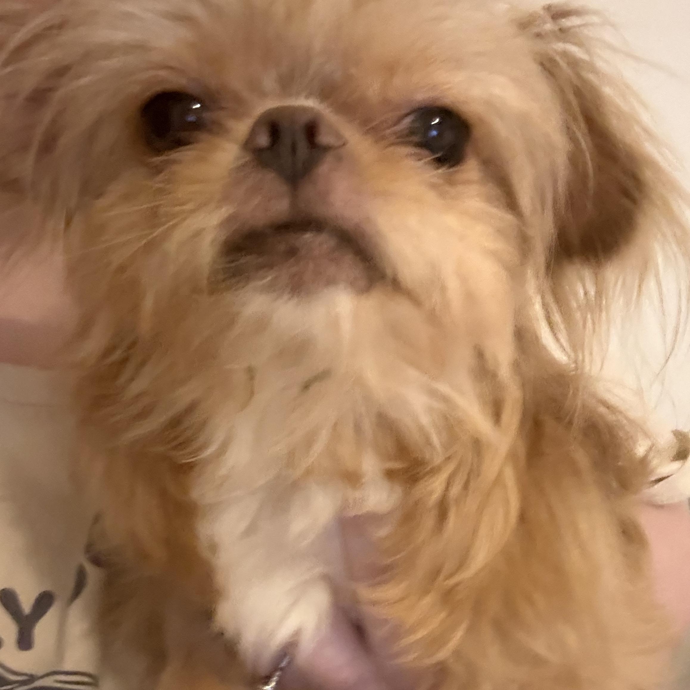 Enlarge Beaker, a ADOPTABLE mixed breed in West Valley, UT image 1/4