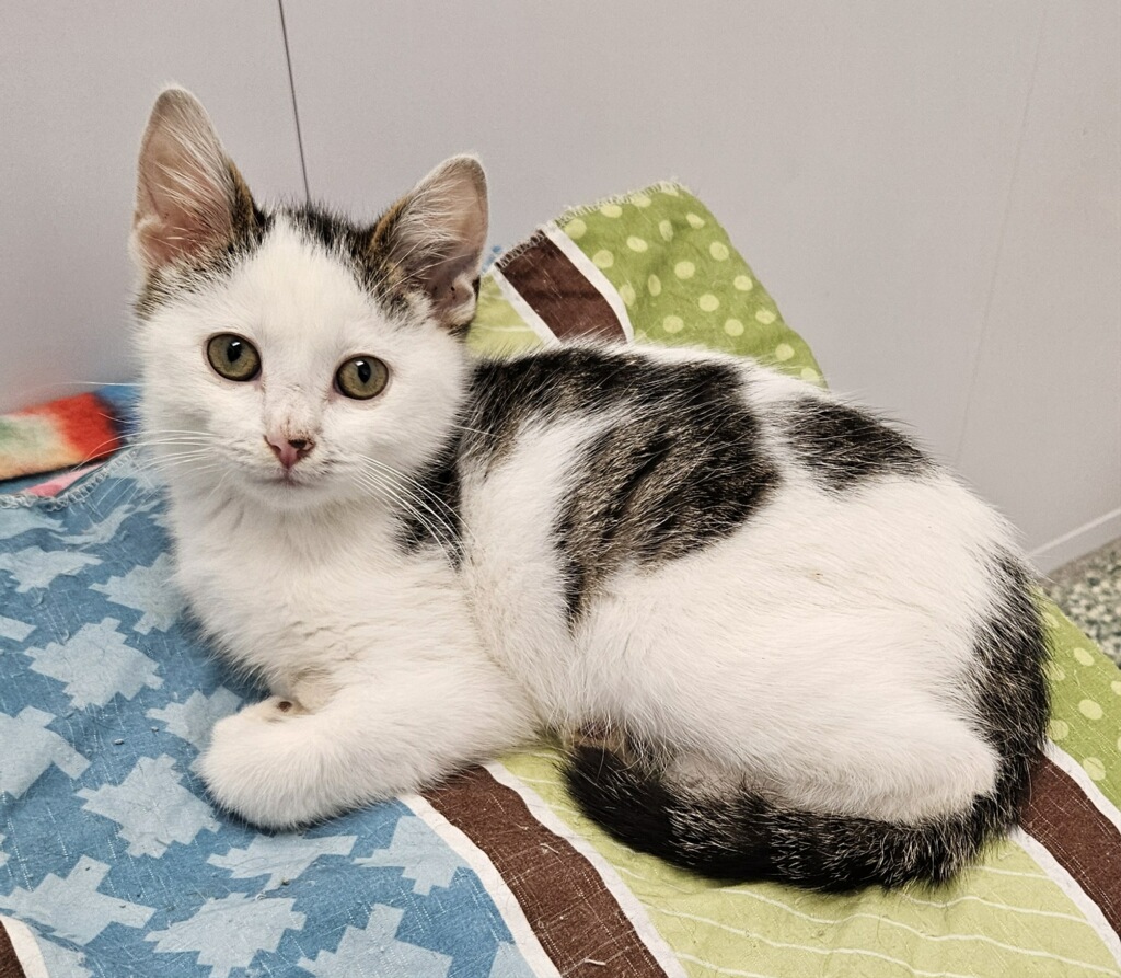Donovan, Baby Male Domestic Short Hair