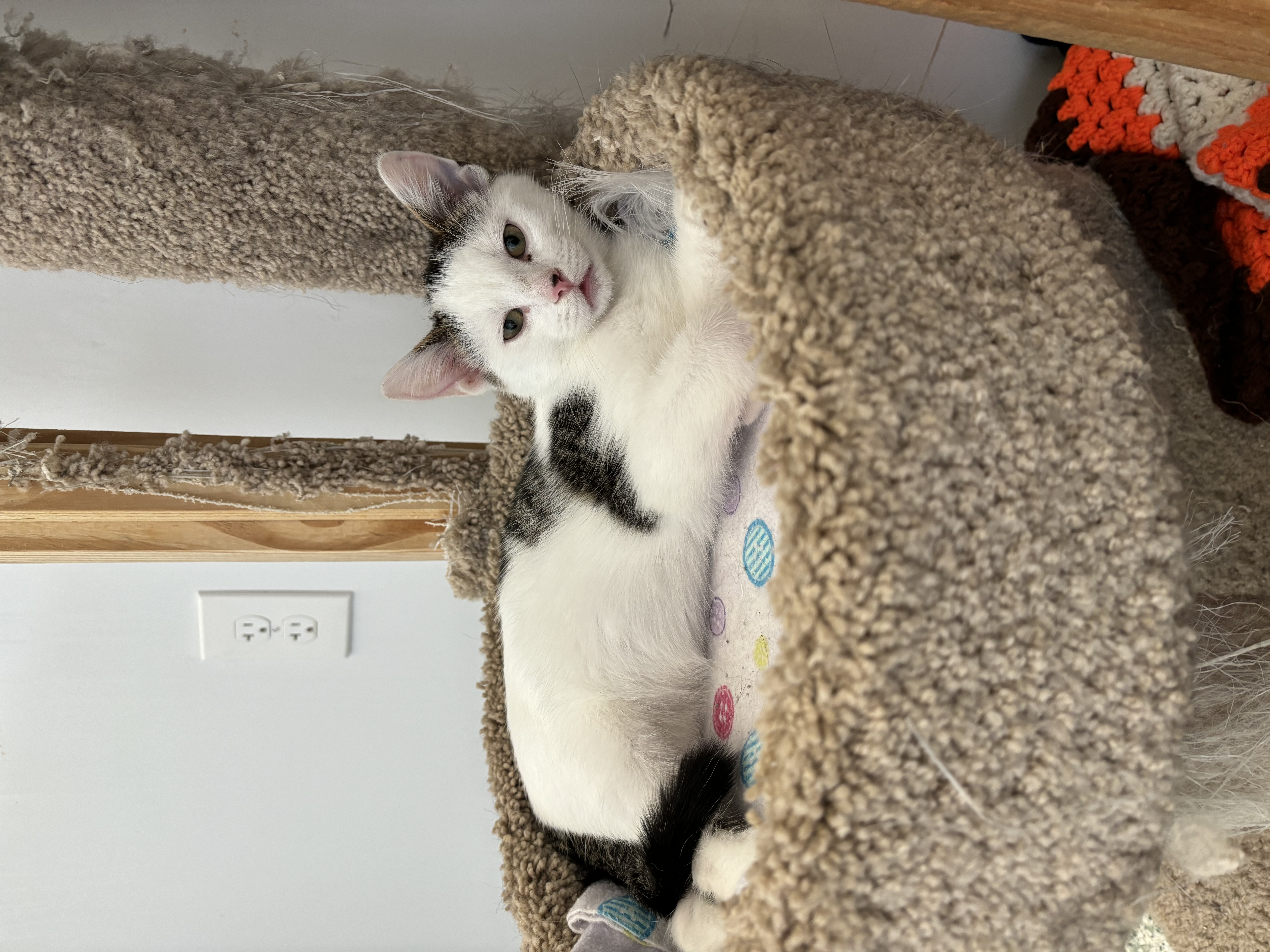 Donovan, an adoptable Domestic Short Hair in Richland Center, WI, 53581 | Photo Image 5