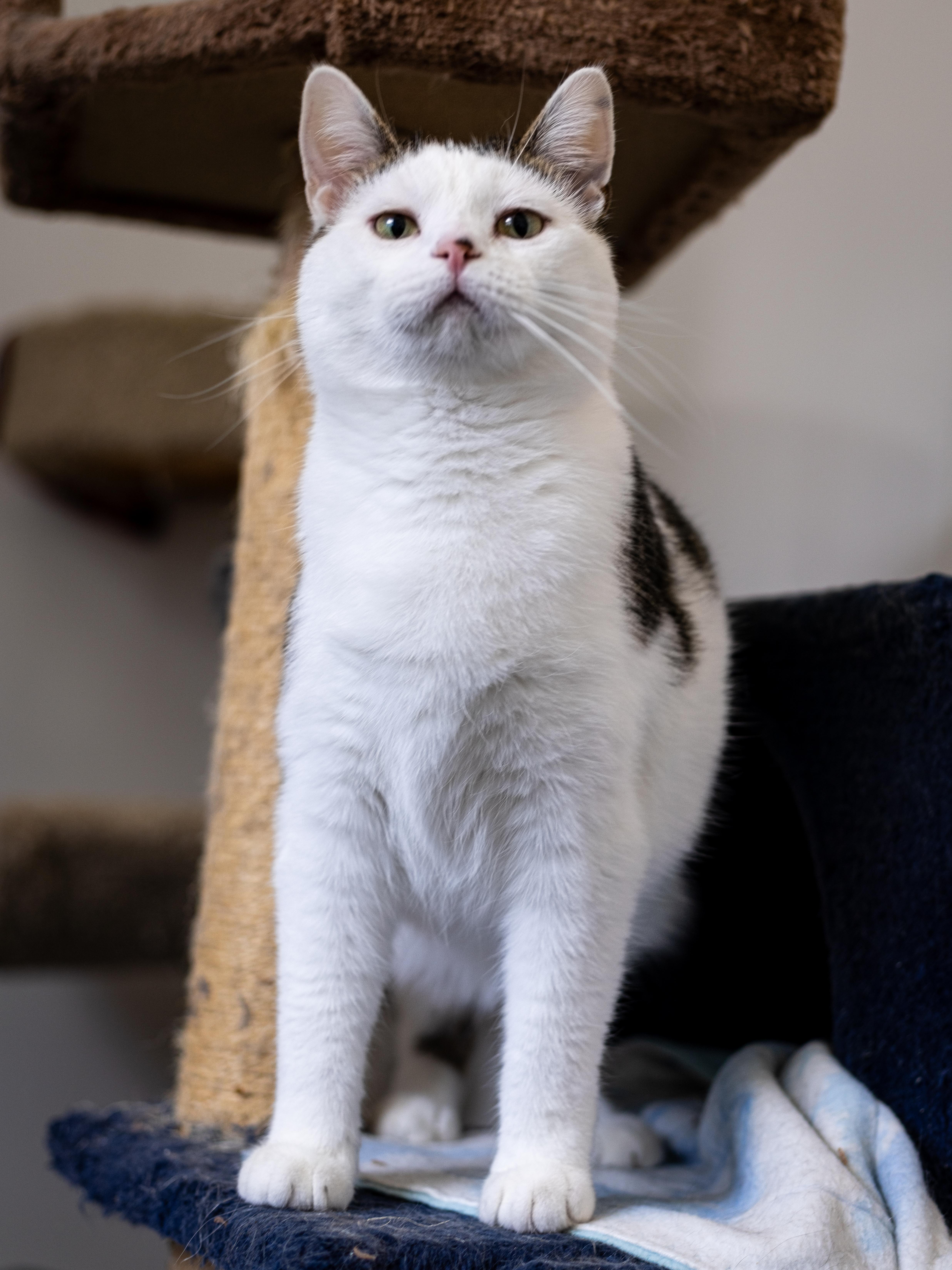 Donovan, an adoptable Domestic Short Hair in Richland Center, WI, 53581 | Photo Image 1