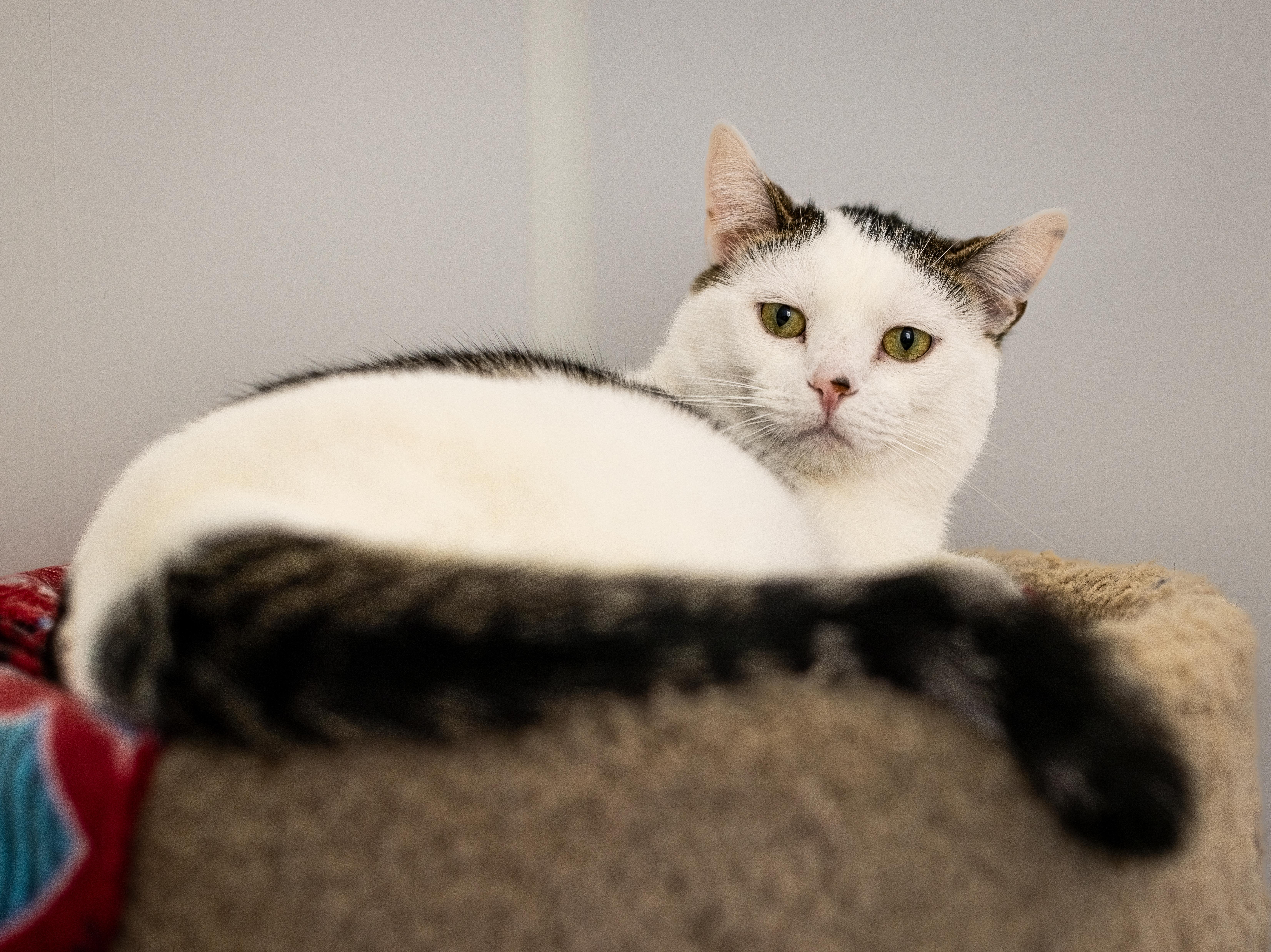 Donovan, an adoptable Domestic Short Hair in Richland Center, WI, 53581 | Photo Image 2