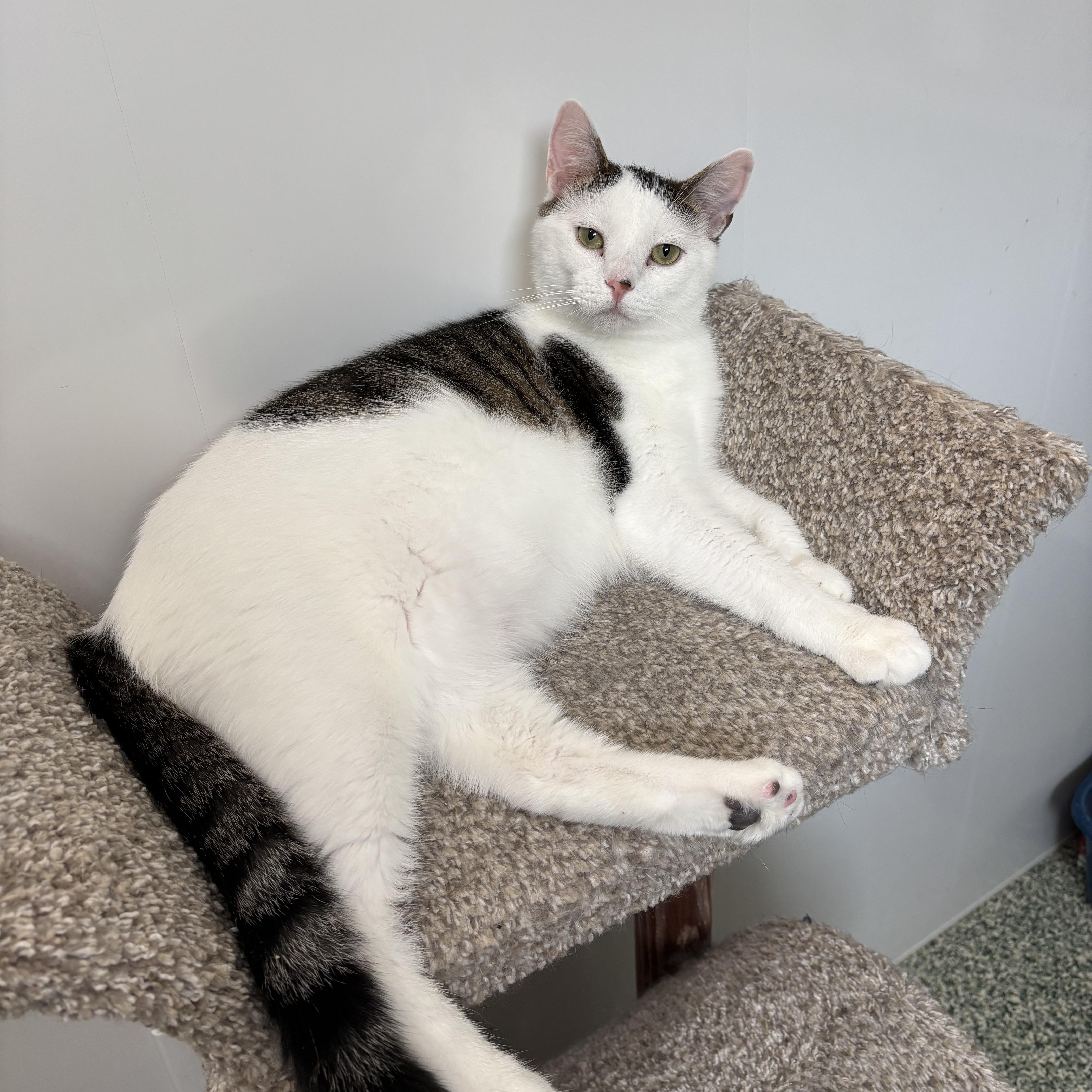 Donovan, an adoptable Domestic Short Hair in Richland Center, WI, 53581 | Photo Image 3