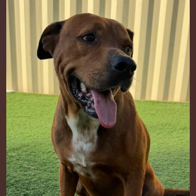 Alamo, Adoptable, Adult Male Mastiff & Mixed Breed.