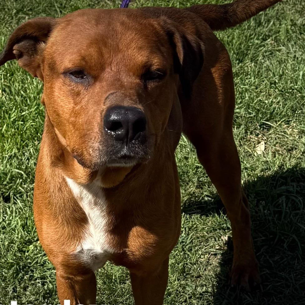 Enlarge Alamo, a Adoptable mixed breed in Hagerstown, MD image 2/6