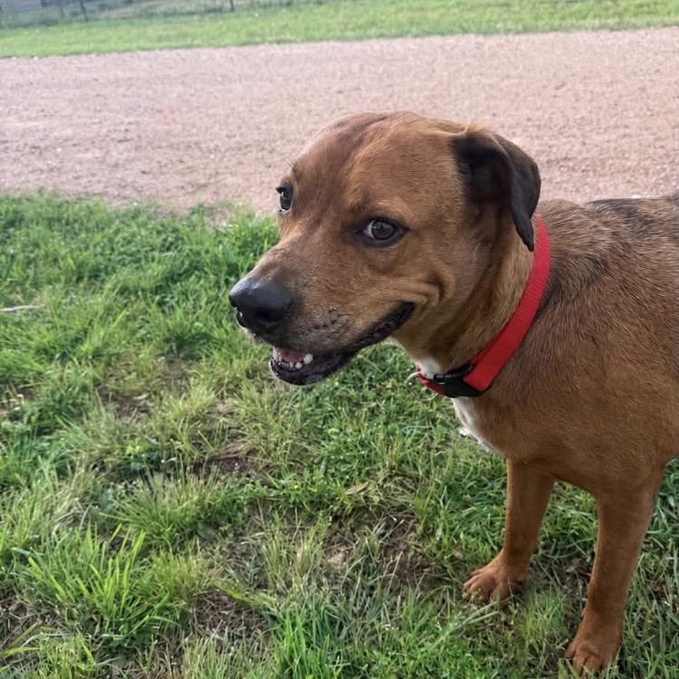 Alamo, a Adoptable mixed breed in Hagerstown, MD image 3/5